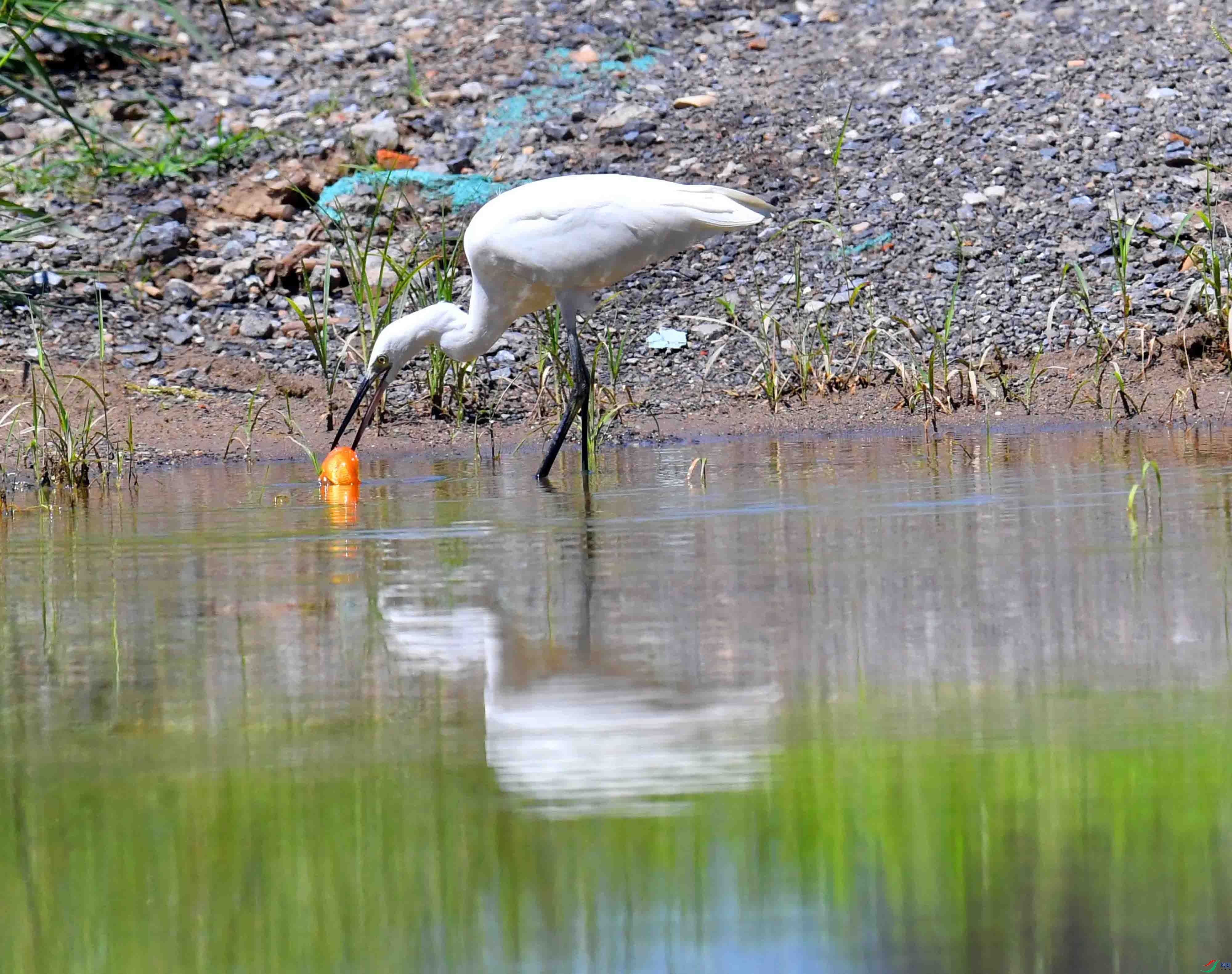 DSC_9431.JPG