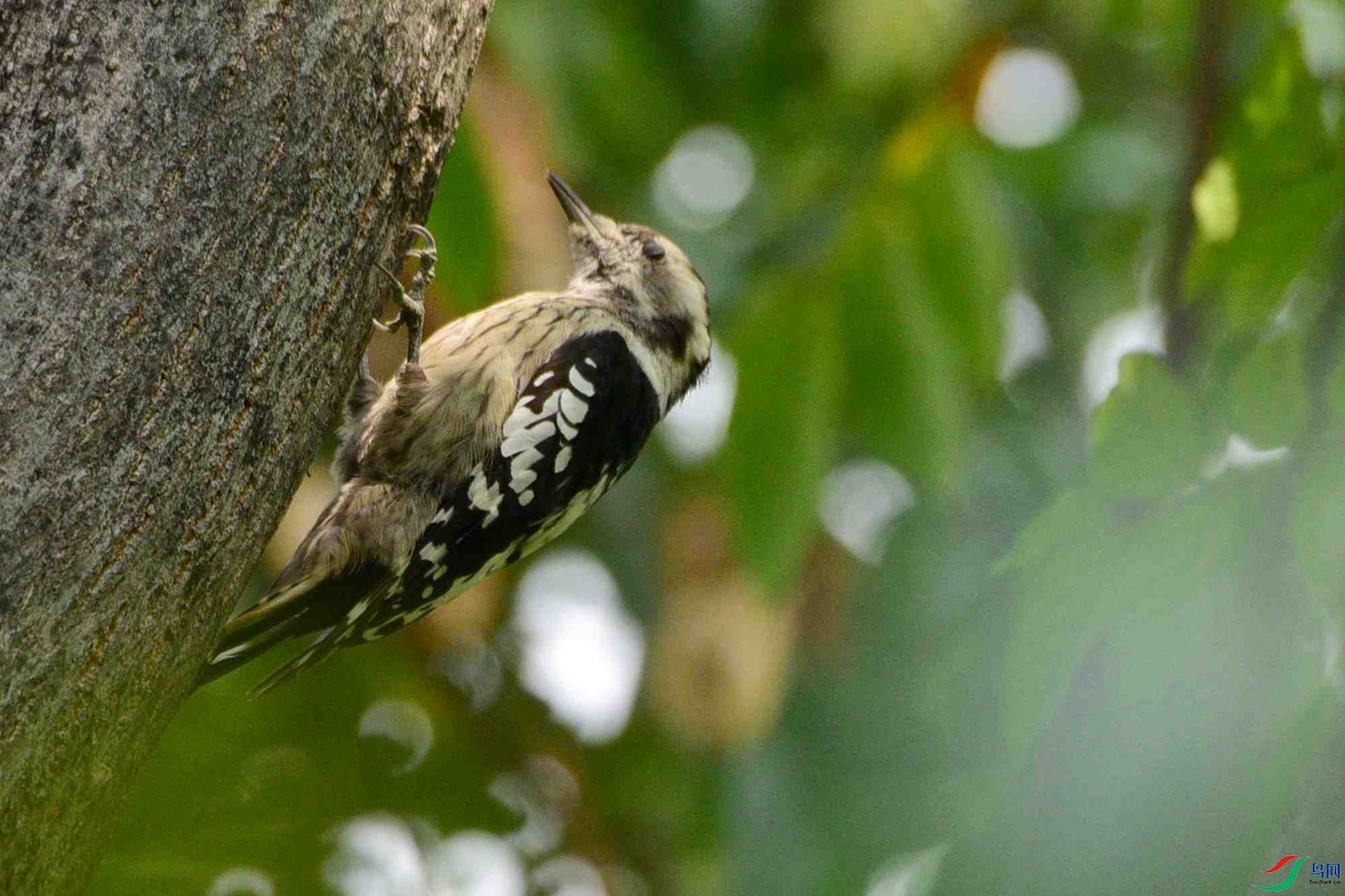 DSC_6251.JPG