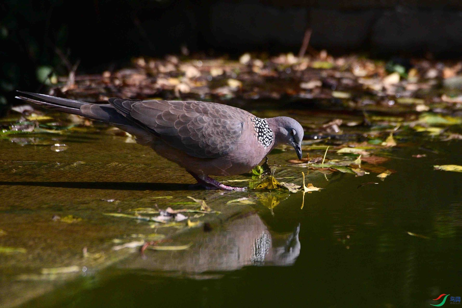 DSC_8481.JPG