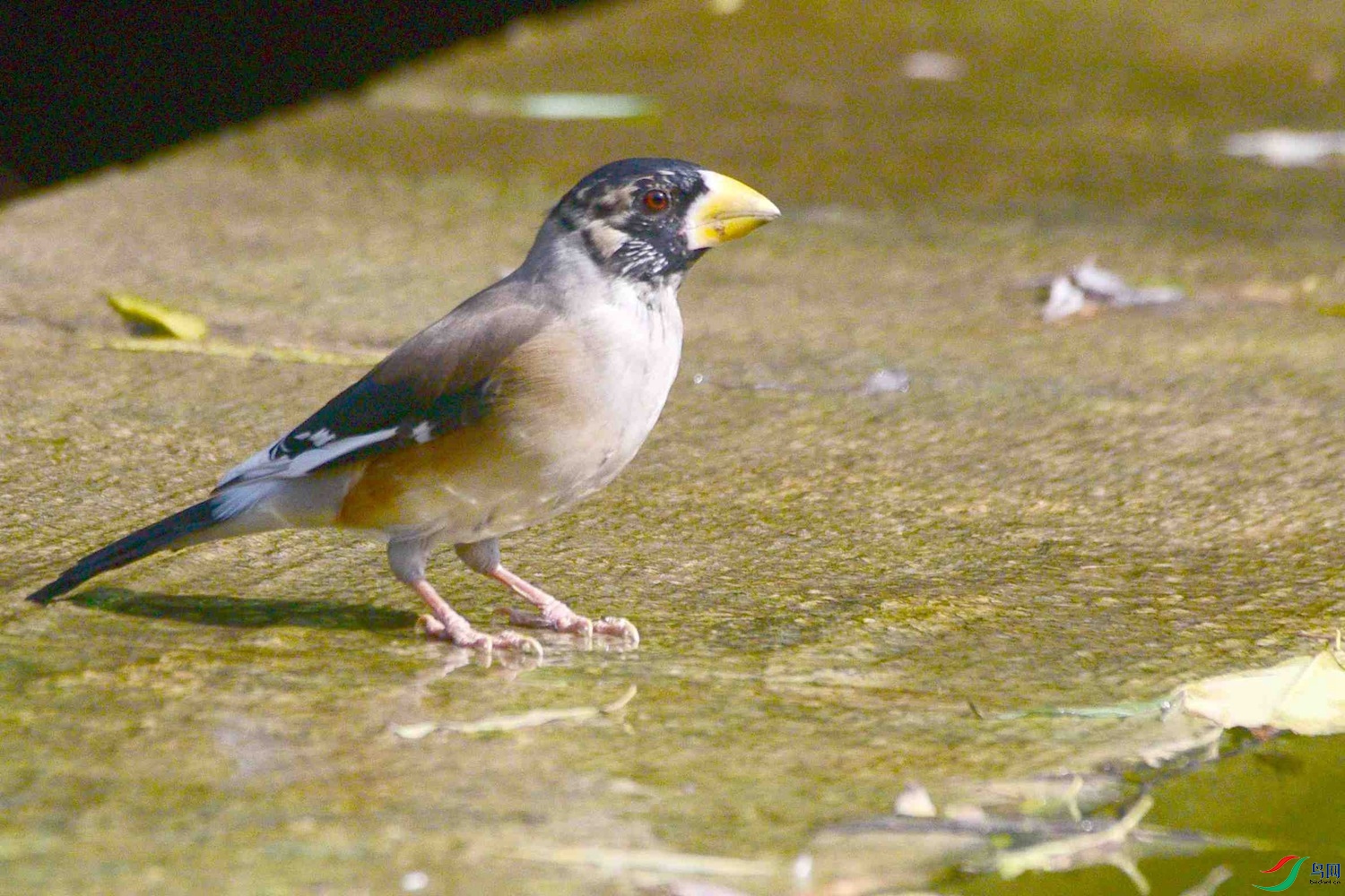 DSC_8517.JPG