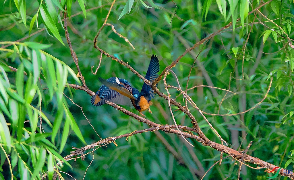 _DSC3446.jpg