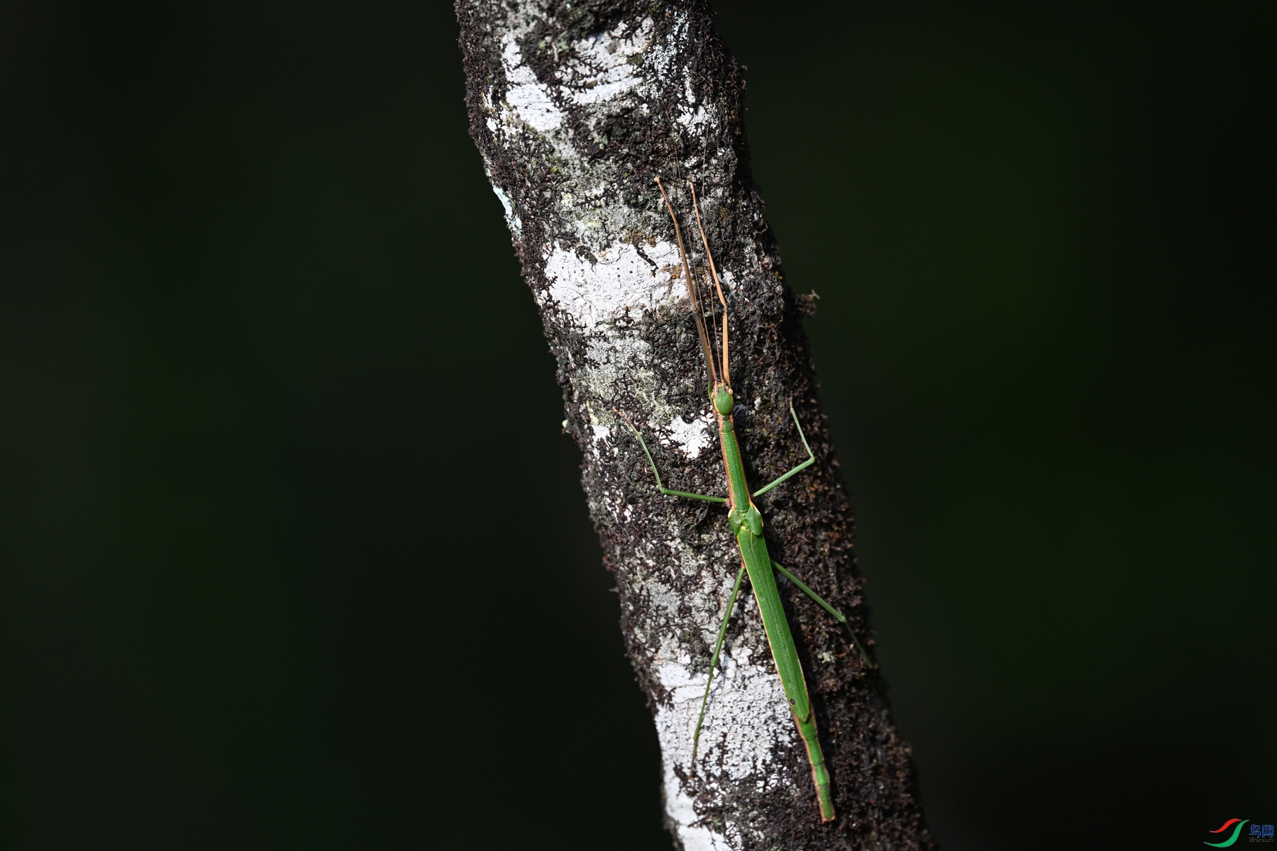 DSC_4350.JPG