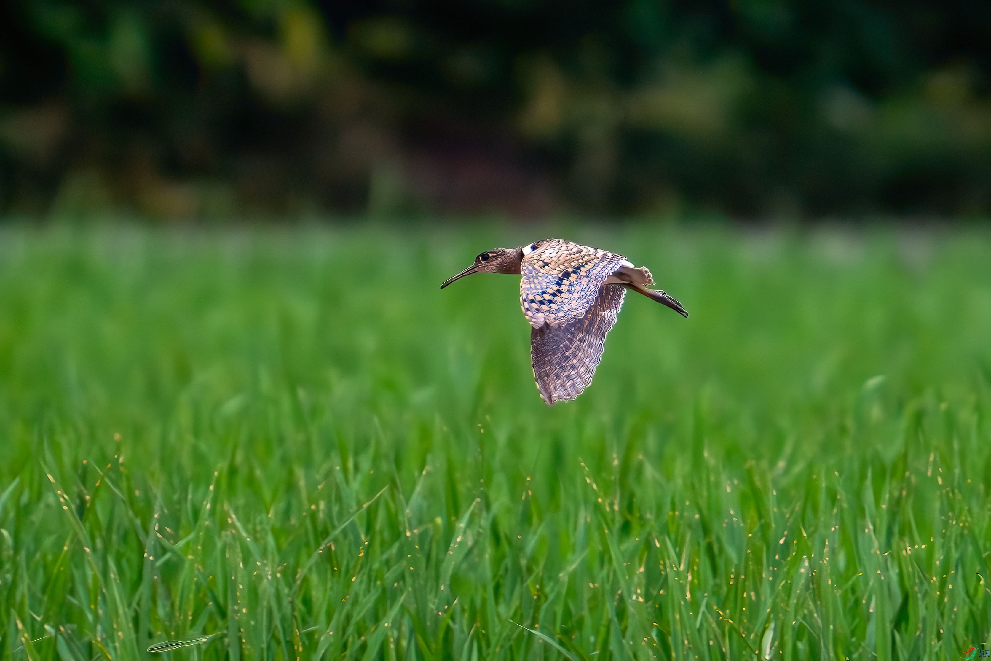 _DSC8484.jpg