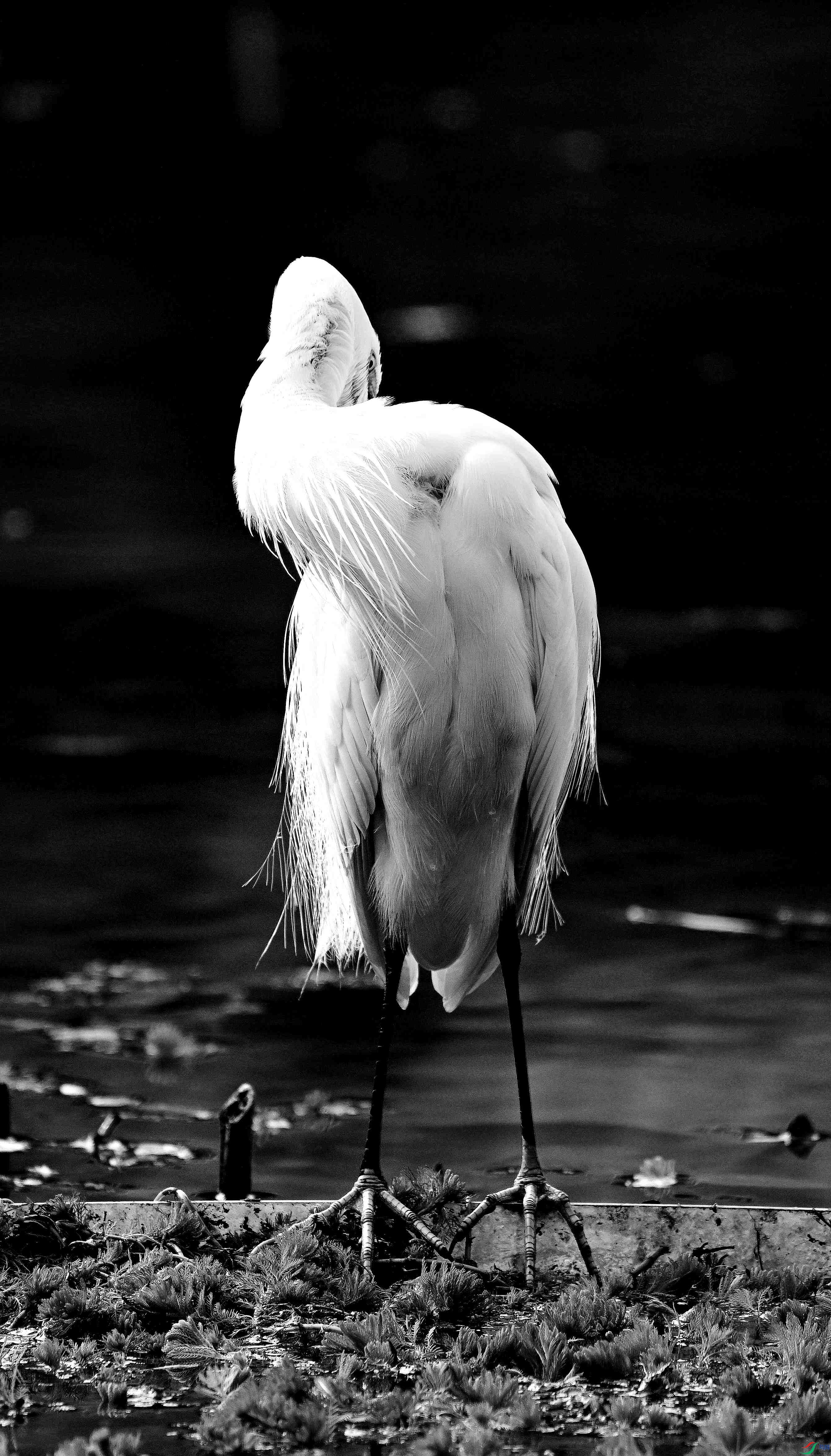 DSC_0231.jpg