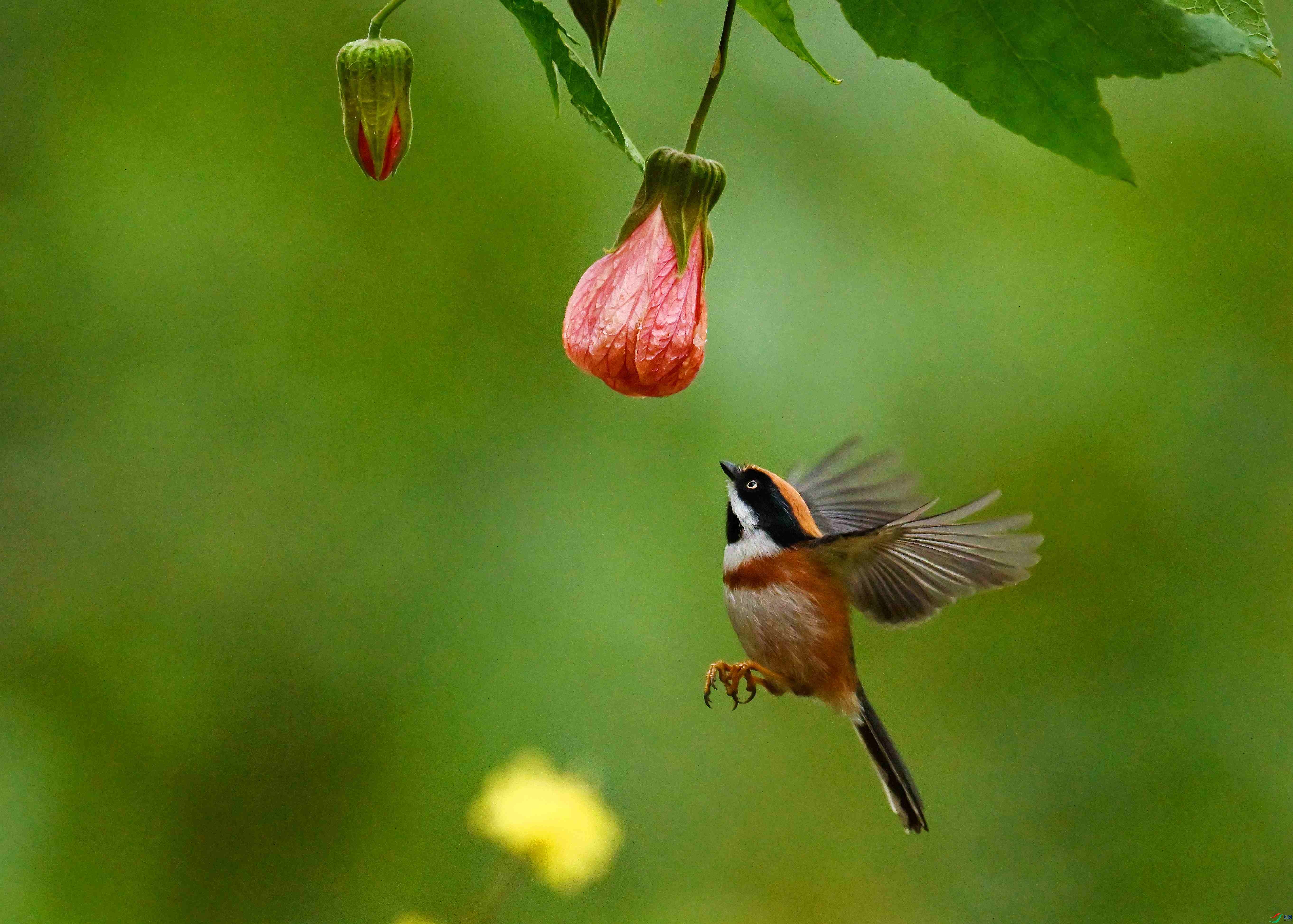 DSC_2774.JPG
