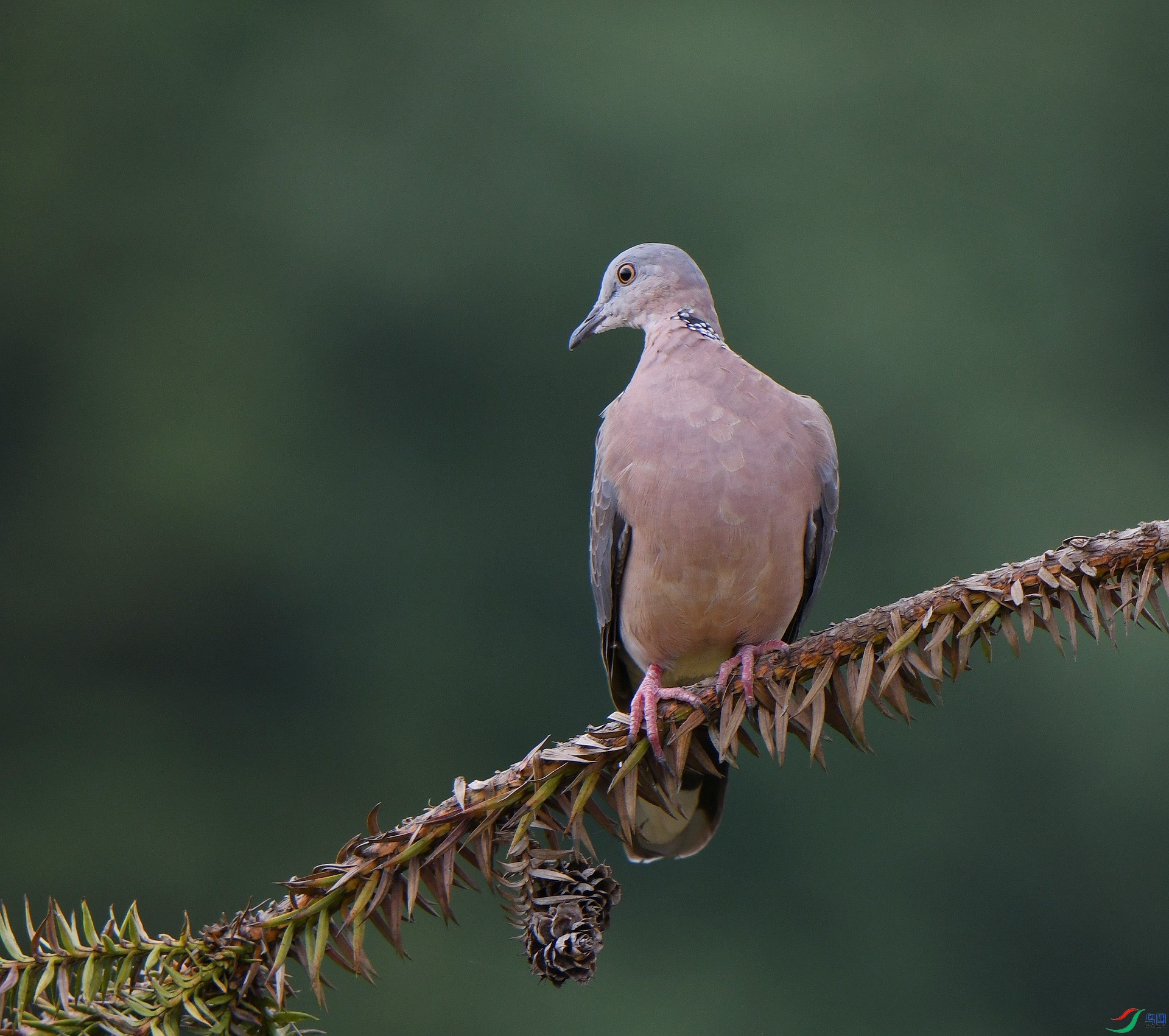 DSC_1525.jpg