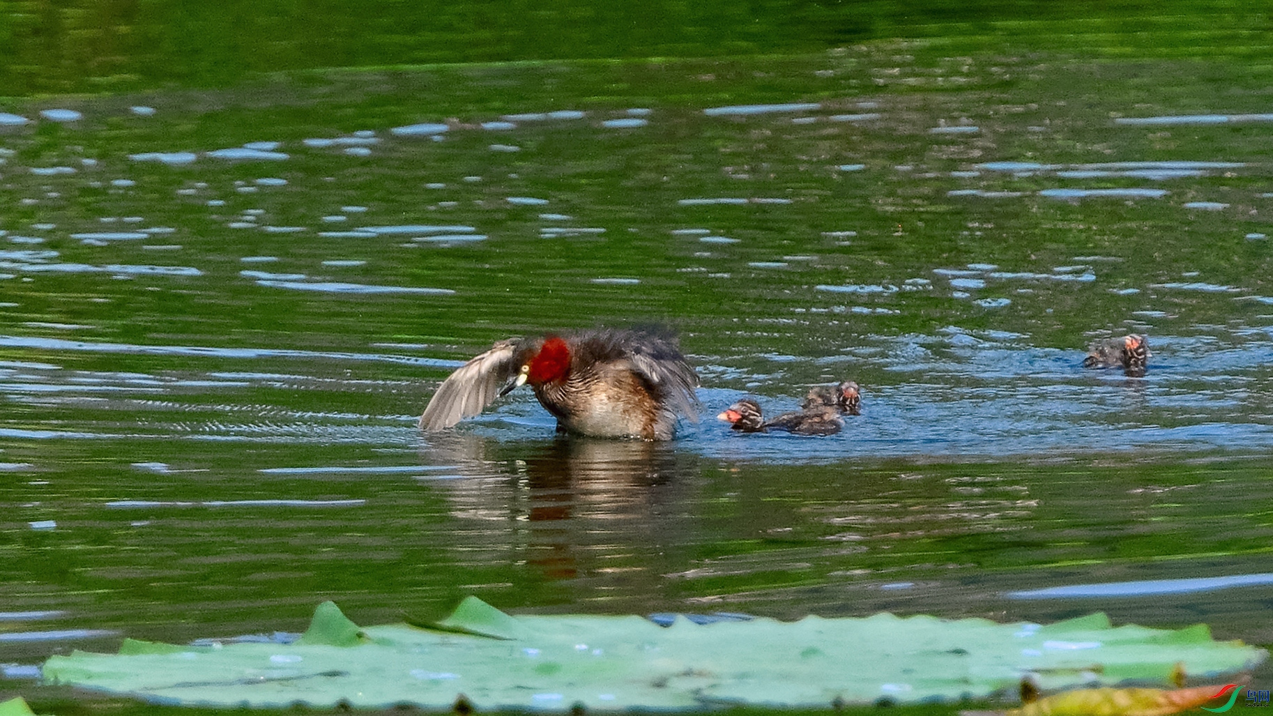 4DSC_0102_DxOa.jpg