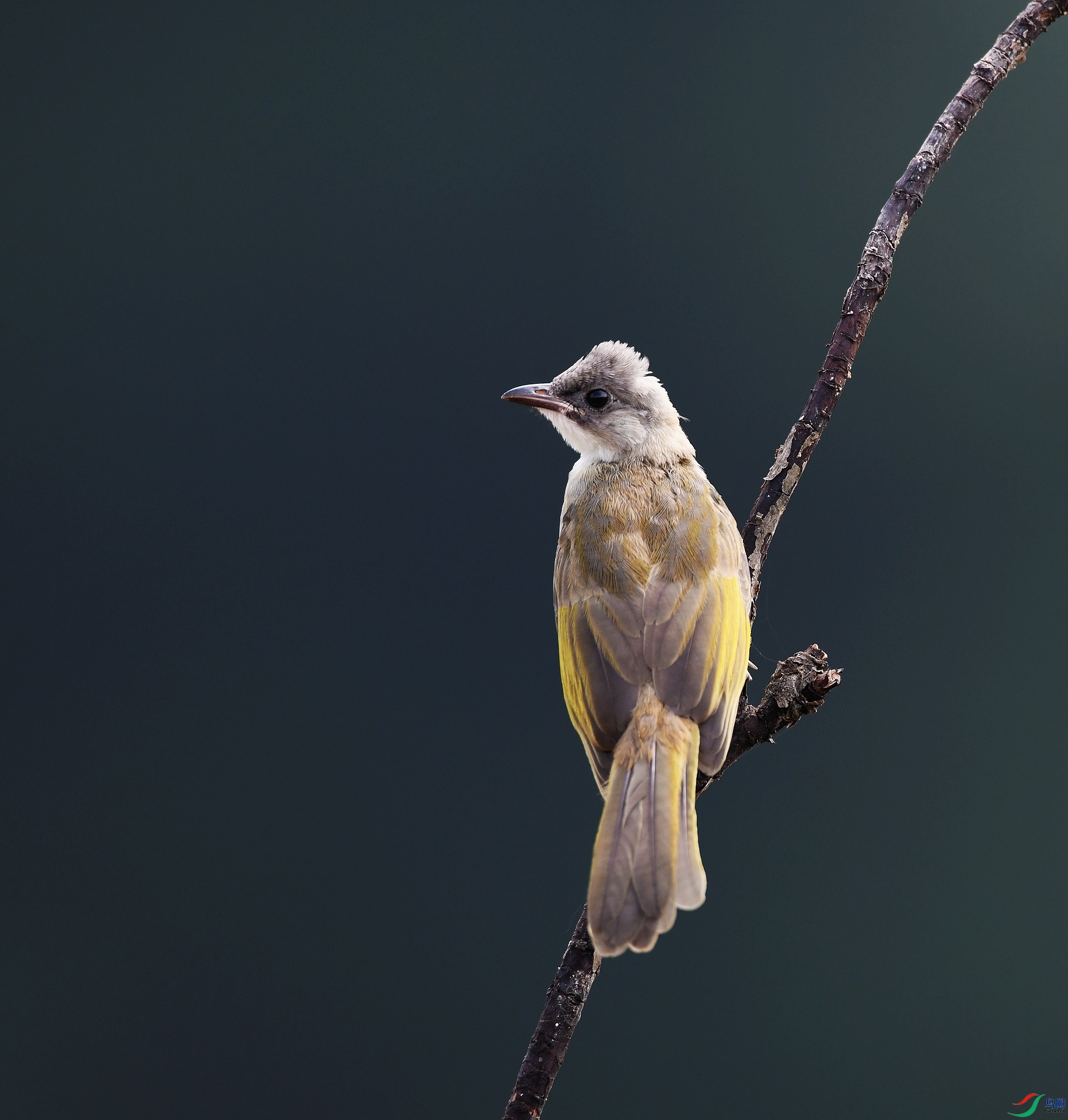 DSC_2517.jpg