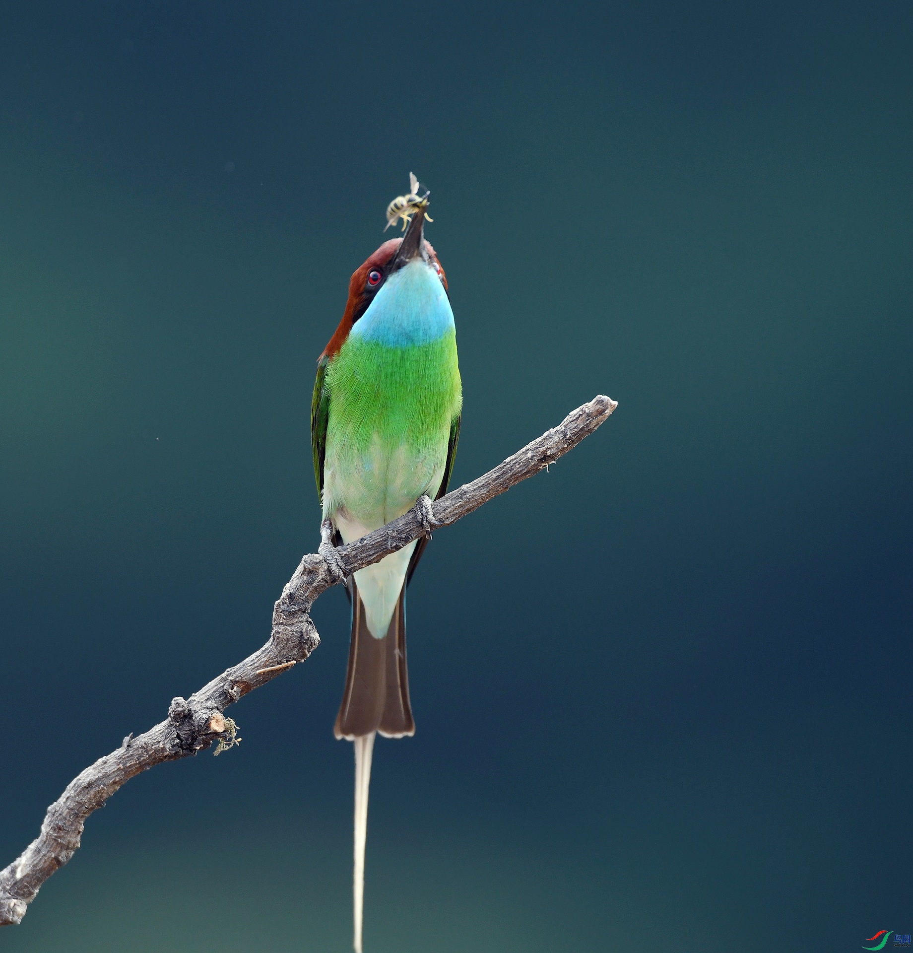 DSC_7445.jpg