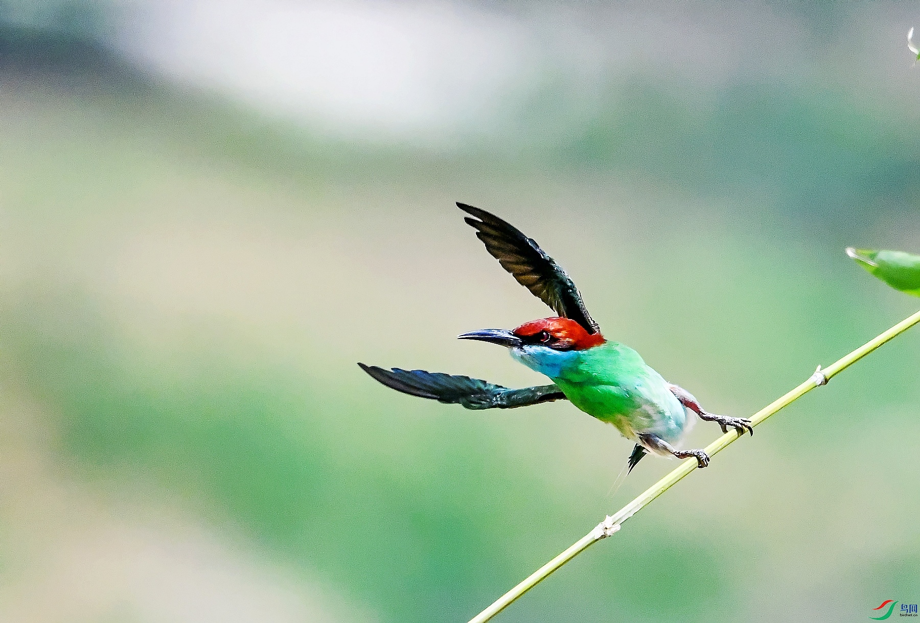 DSC_7967---_conew1.jpg