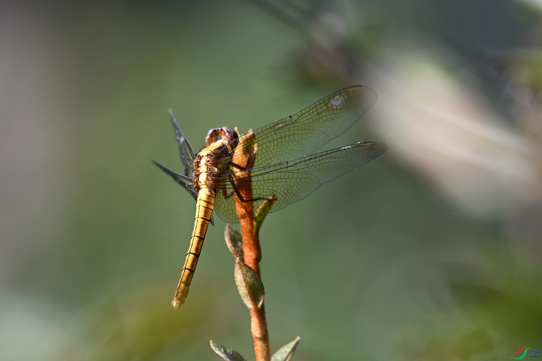 DSC_4362.JPG