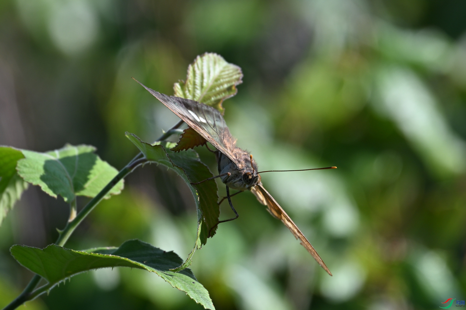 DSC_4370.JPG