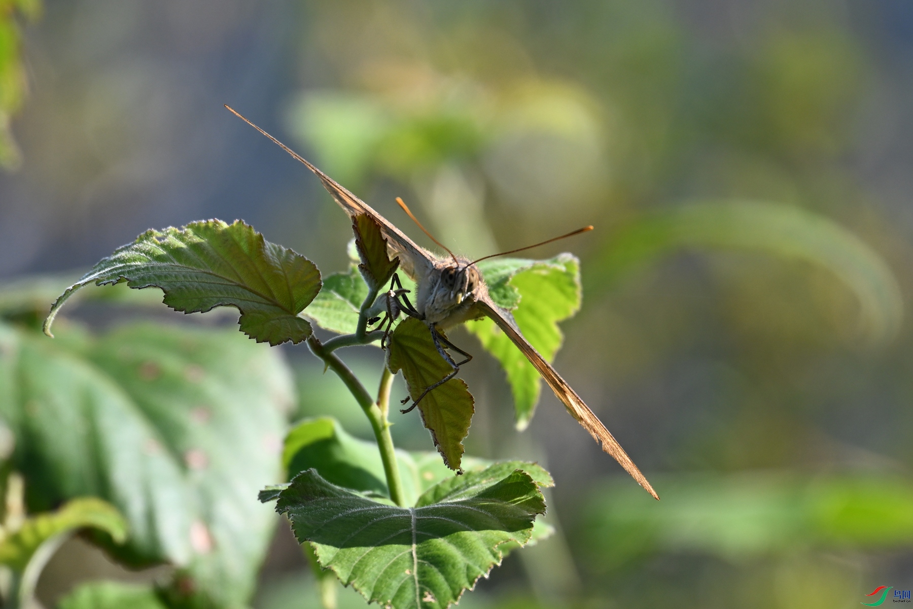 DSC_4366.JPG