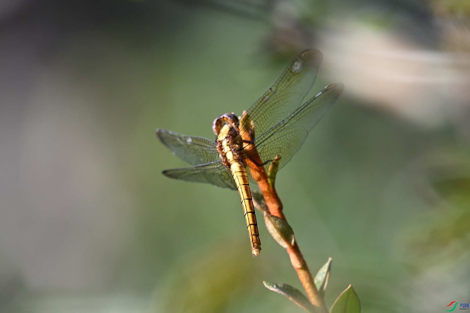 DSC_4364.JPG