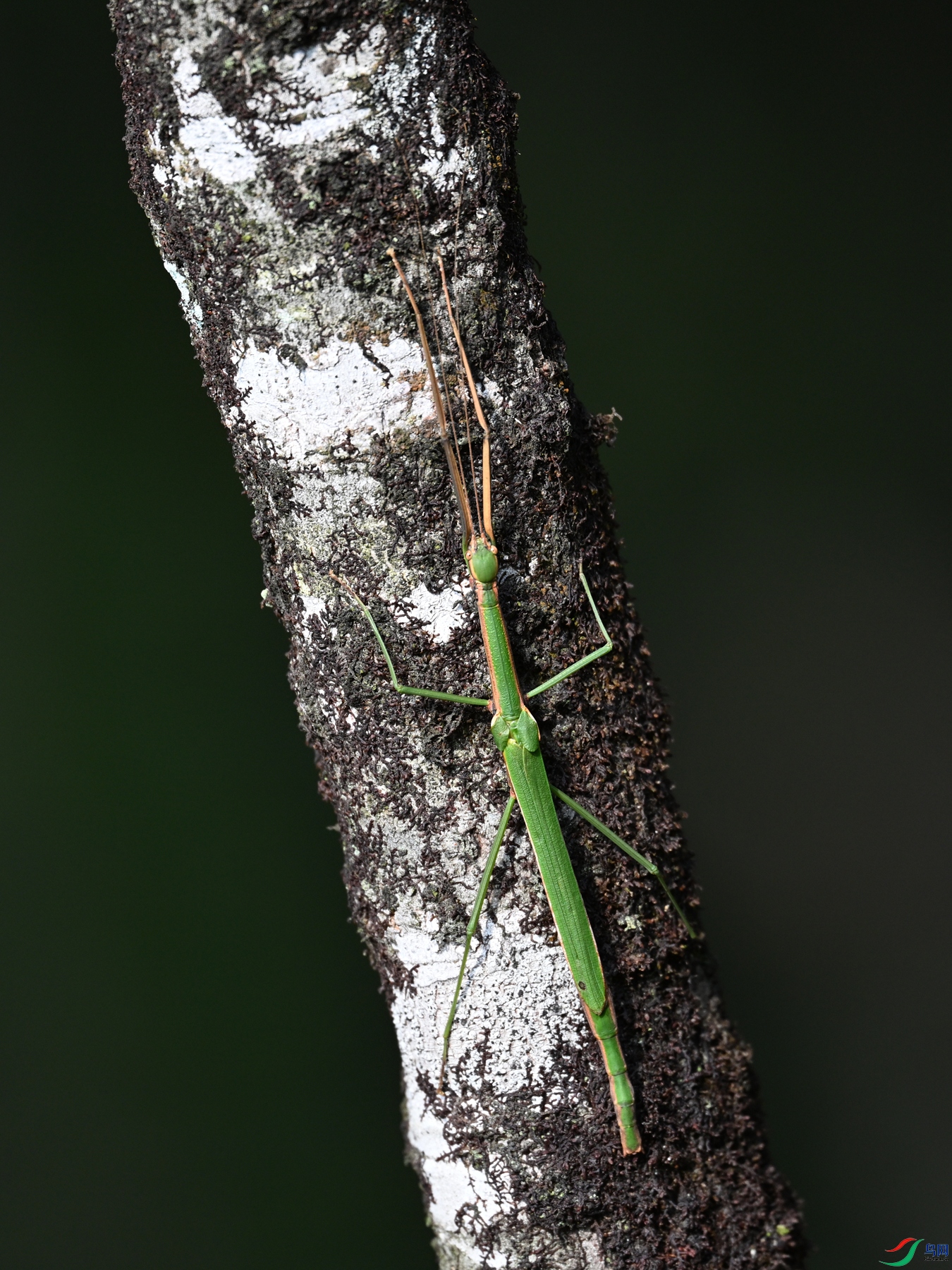 DSC_4353.JPG