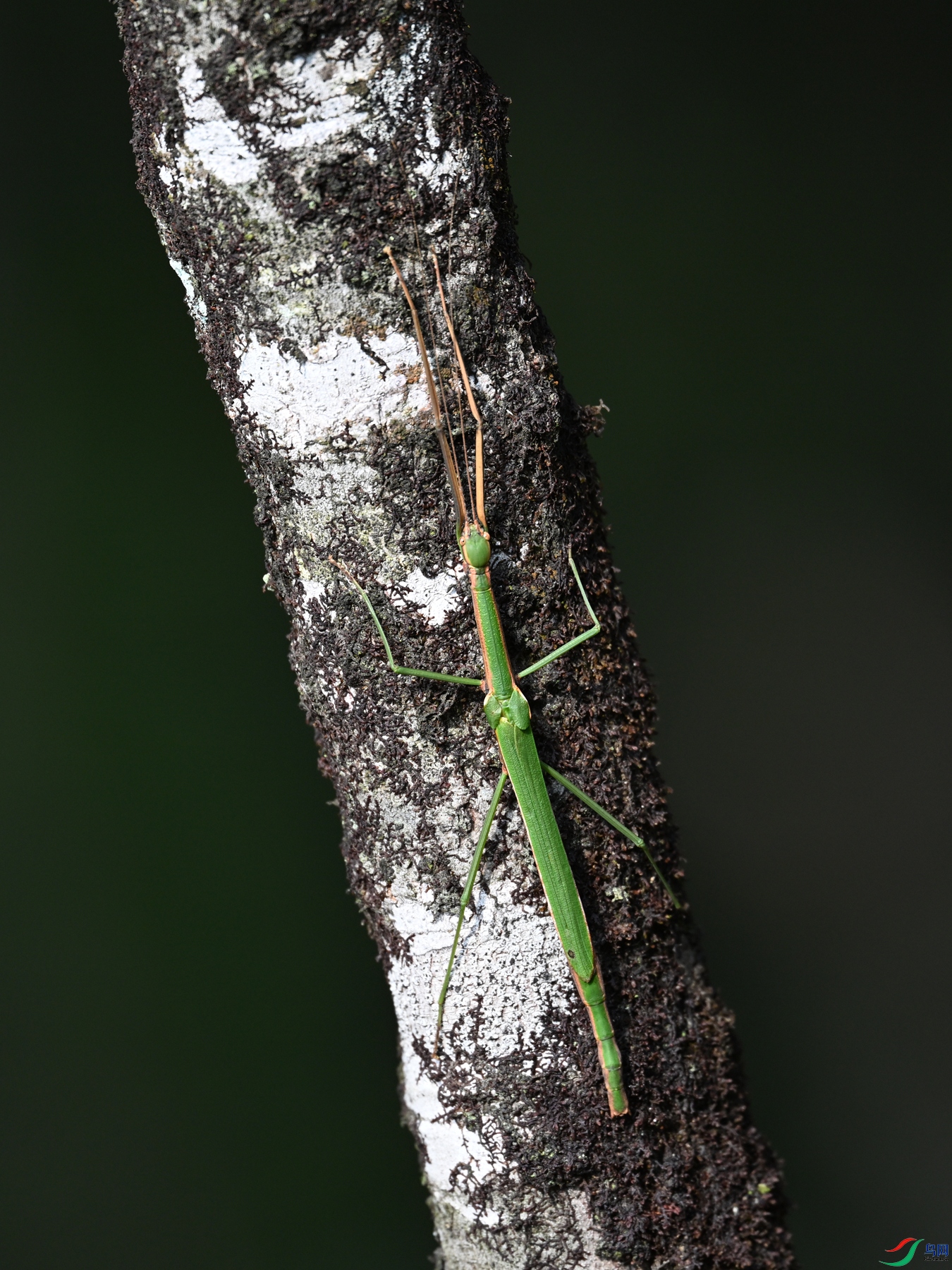 DSC_4354.JPG