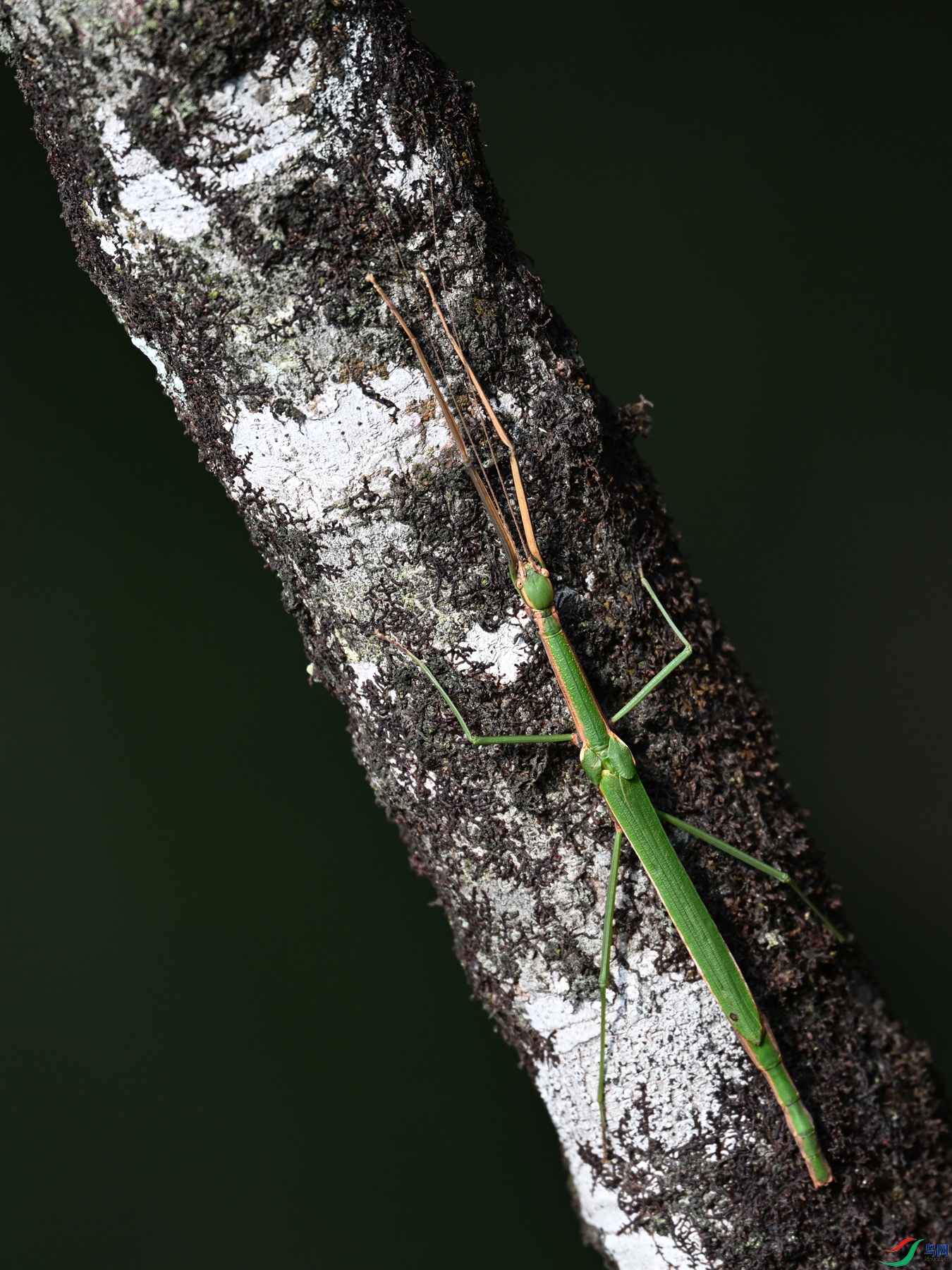 DSC_4355.JPG