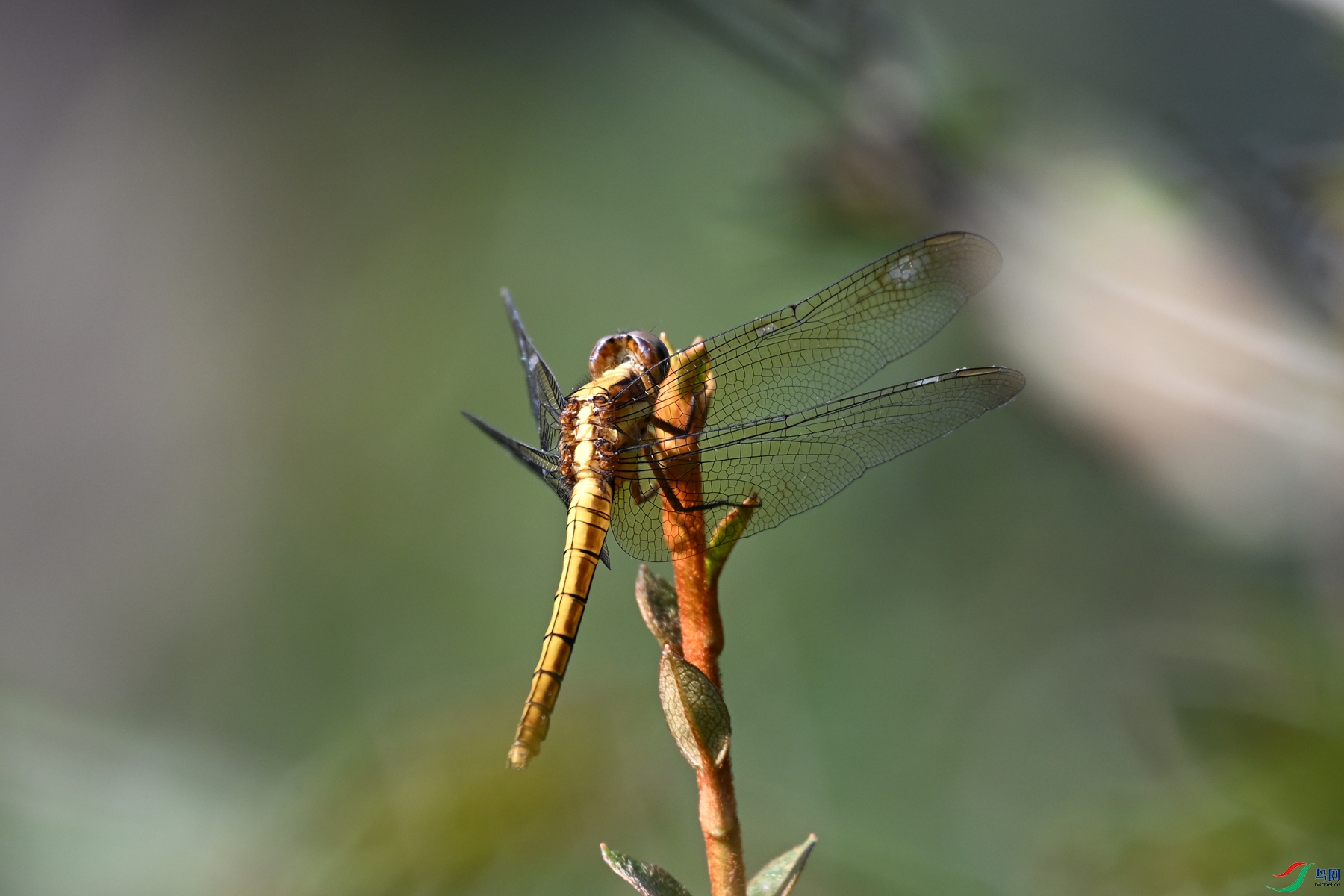 DSC_4363.JPG