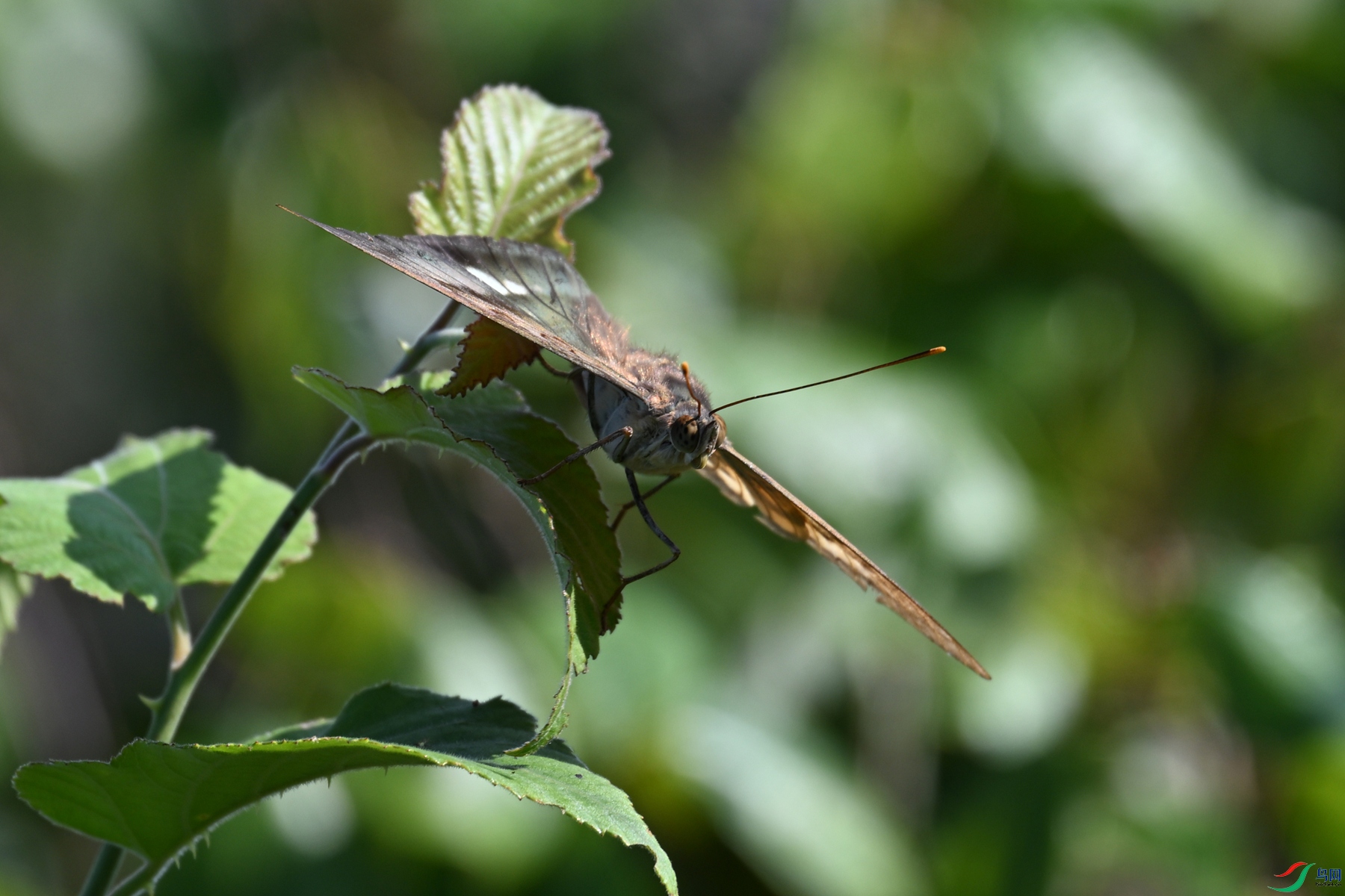 DSC_4371.JPG