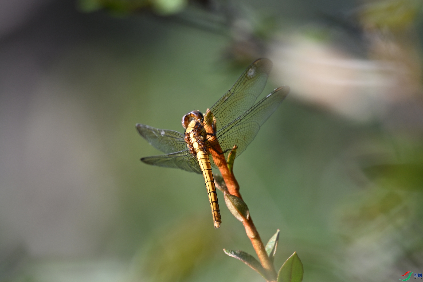 DSC_4365.JPG