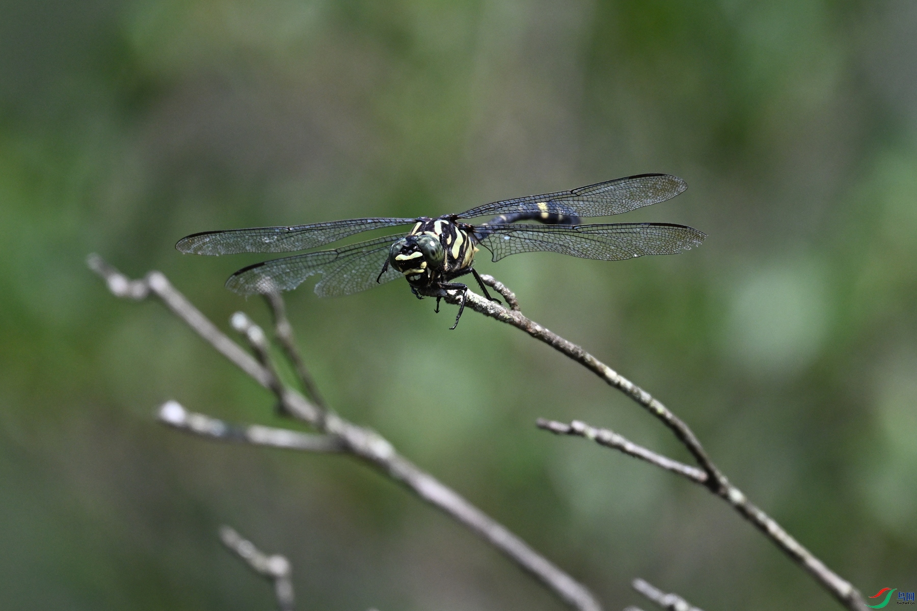DSC_4488.JPG