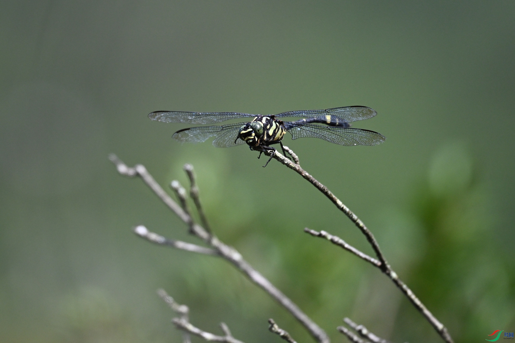 DSC_1101.JPG