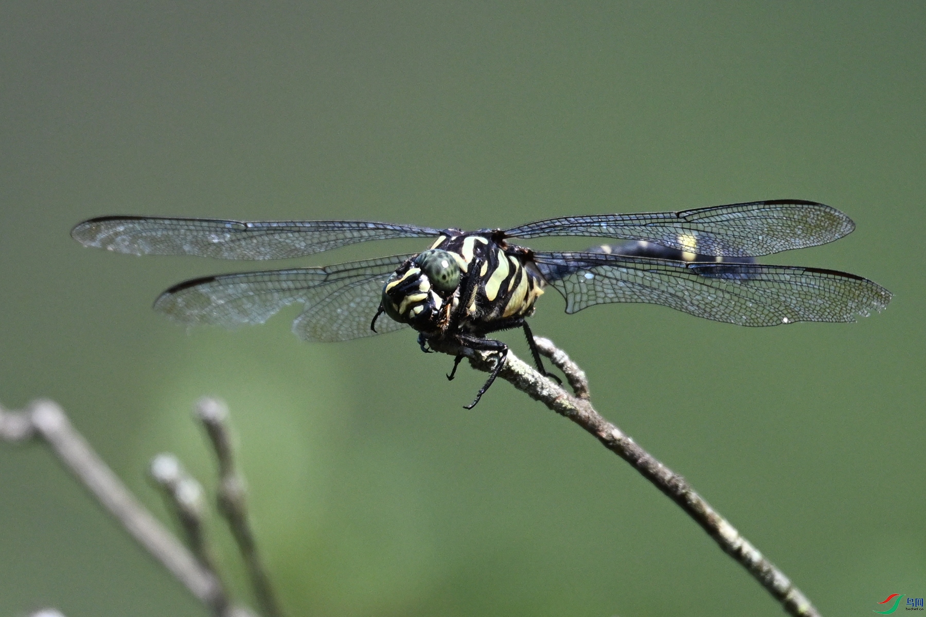 DSC_1100.JPG