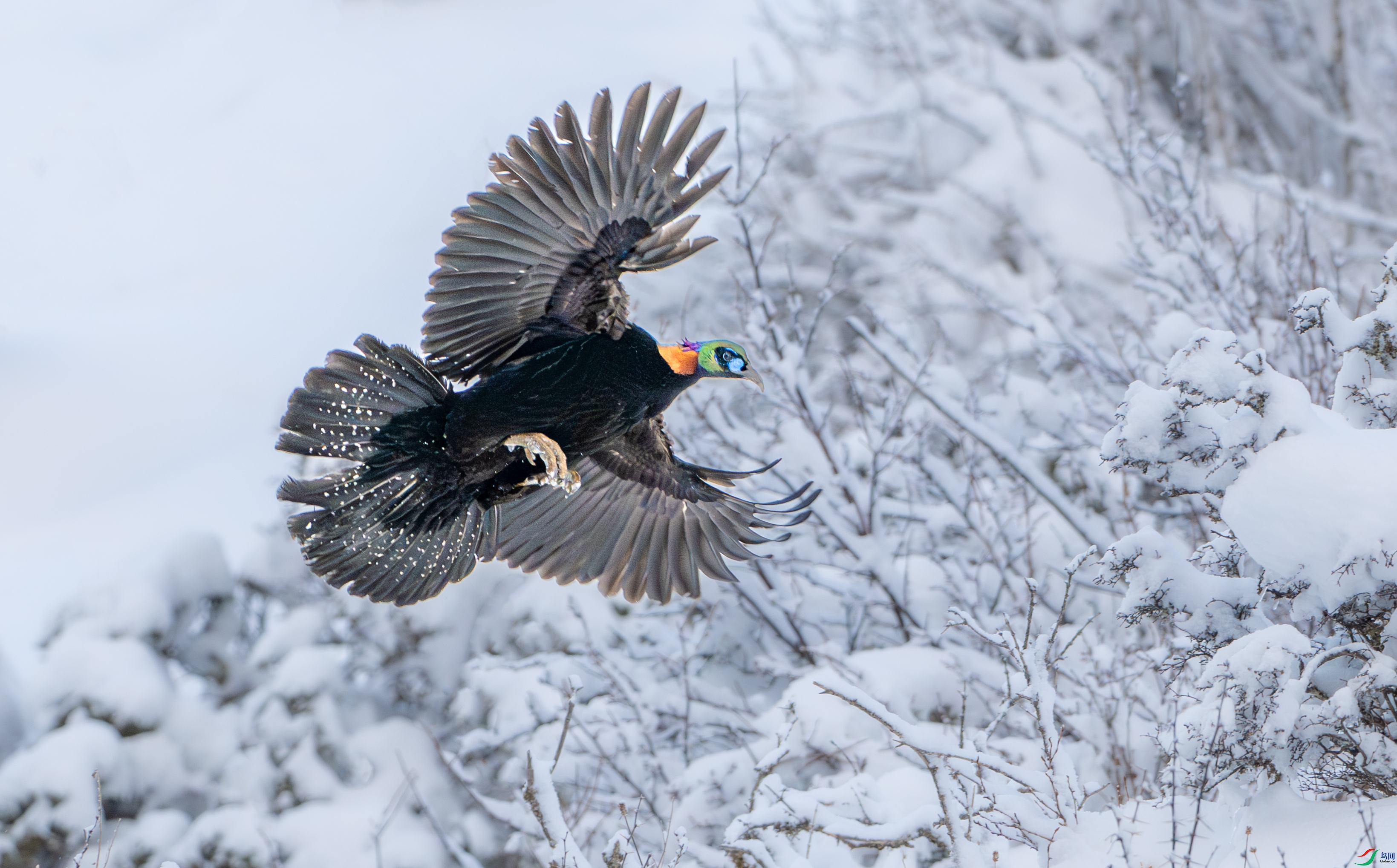 DSC_6089-1.jpg