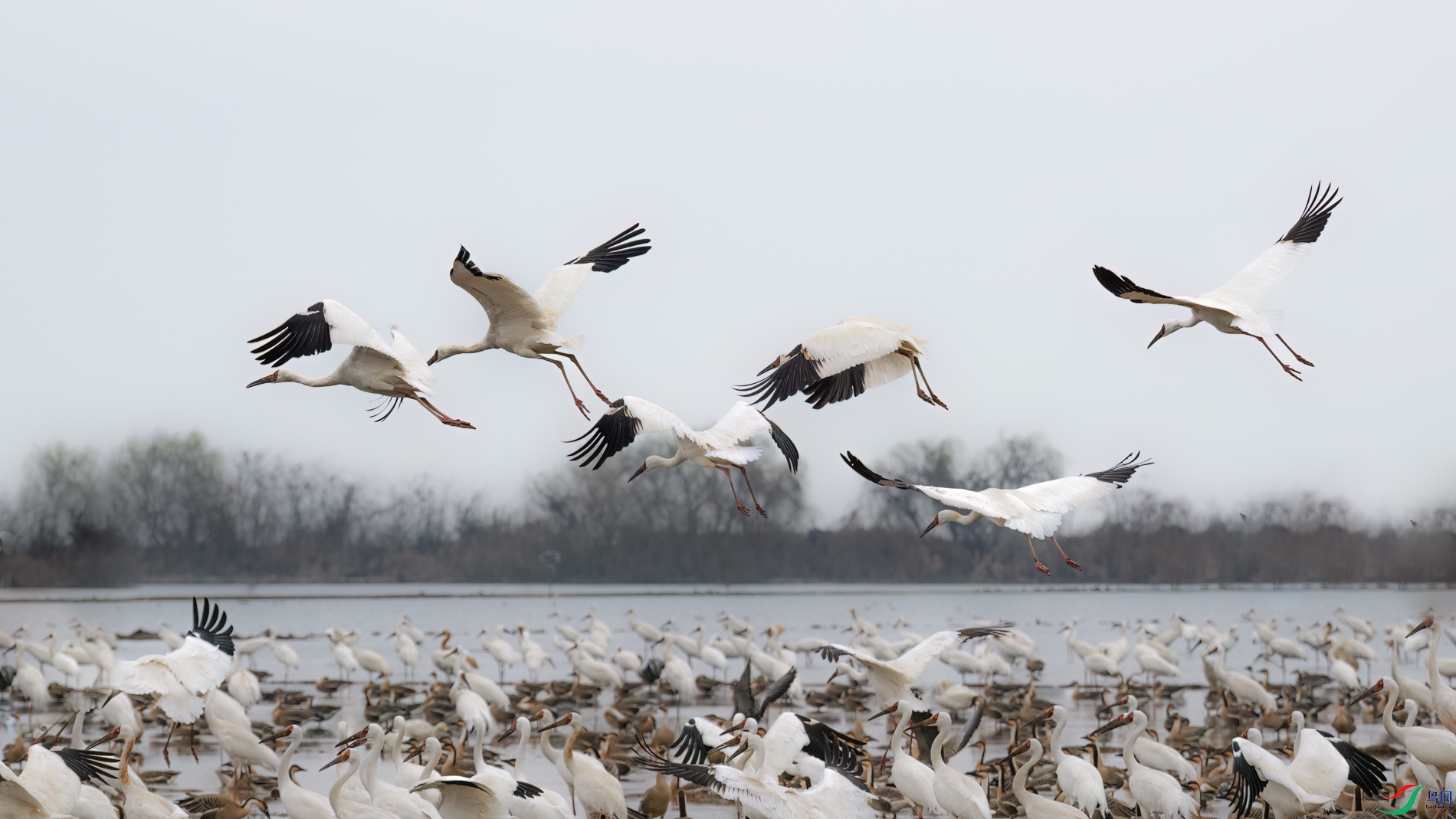 DSC_3727sen2026-2-27-238-�༭.jpg