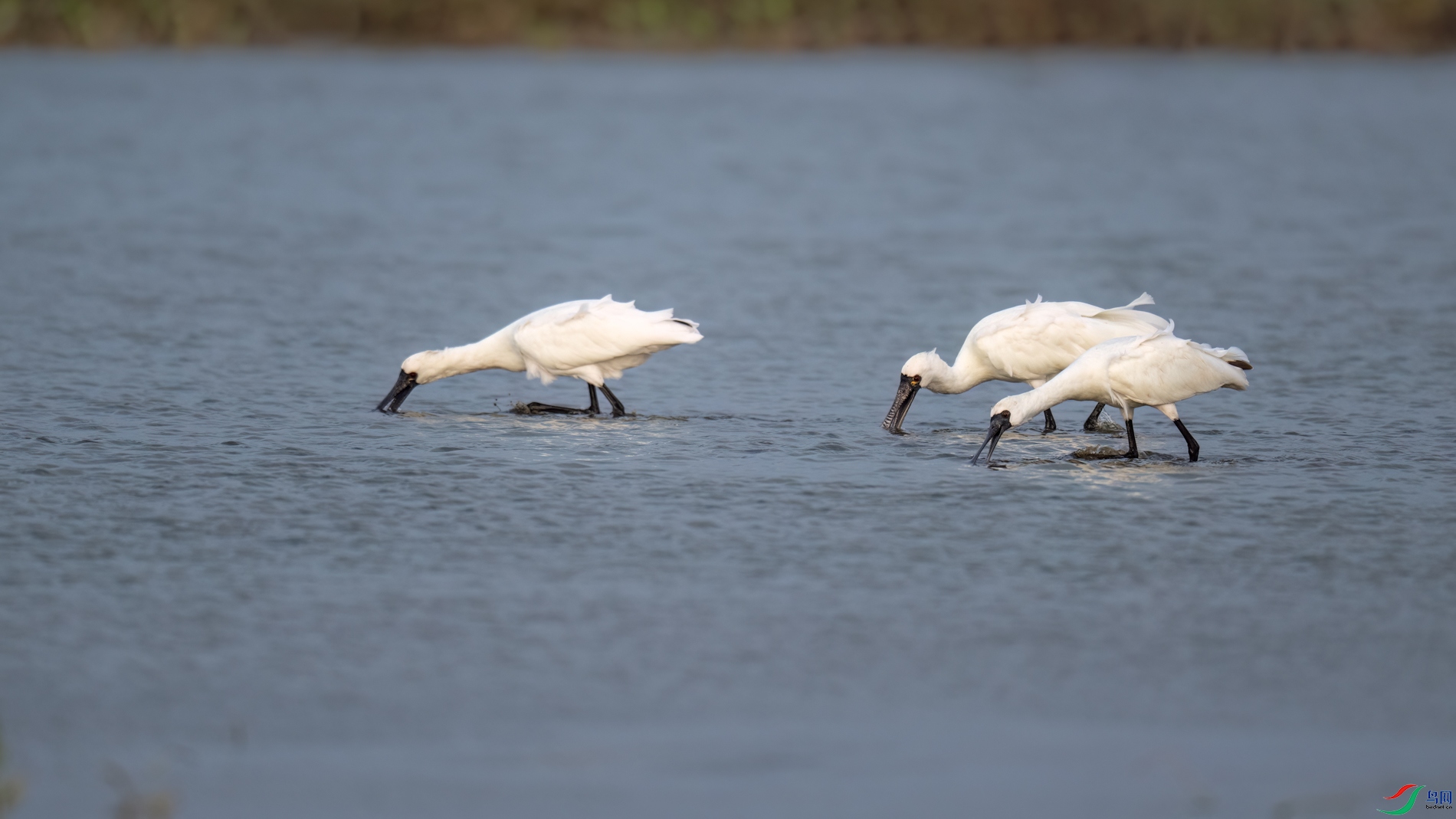 DSC_4625sen2026-2-8-01-�༭.jpg