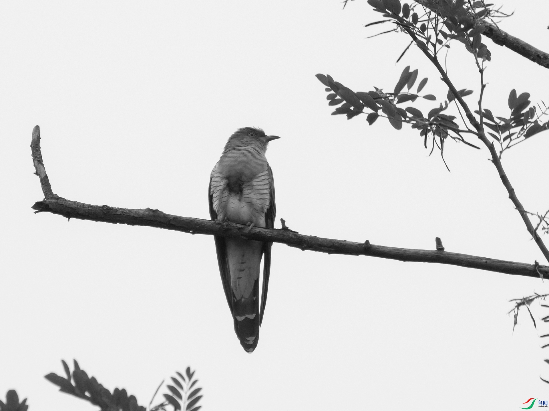 P5201569.jpg