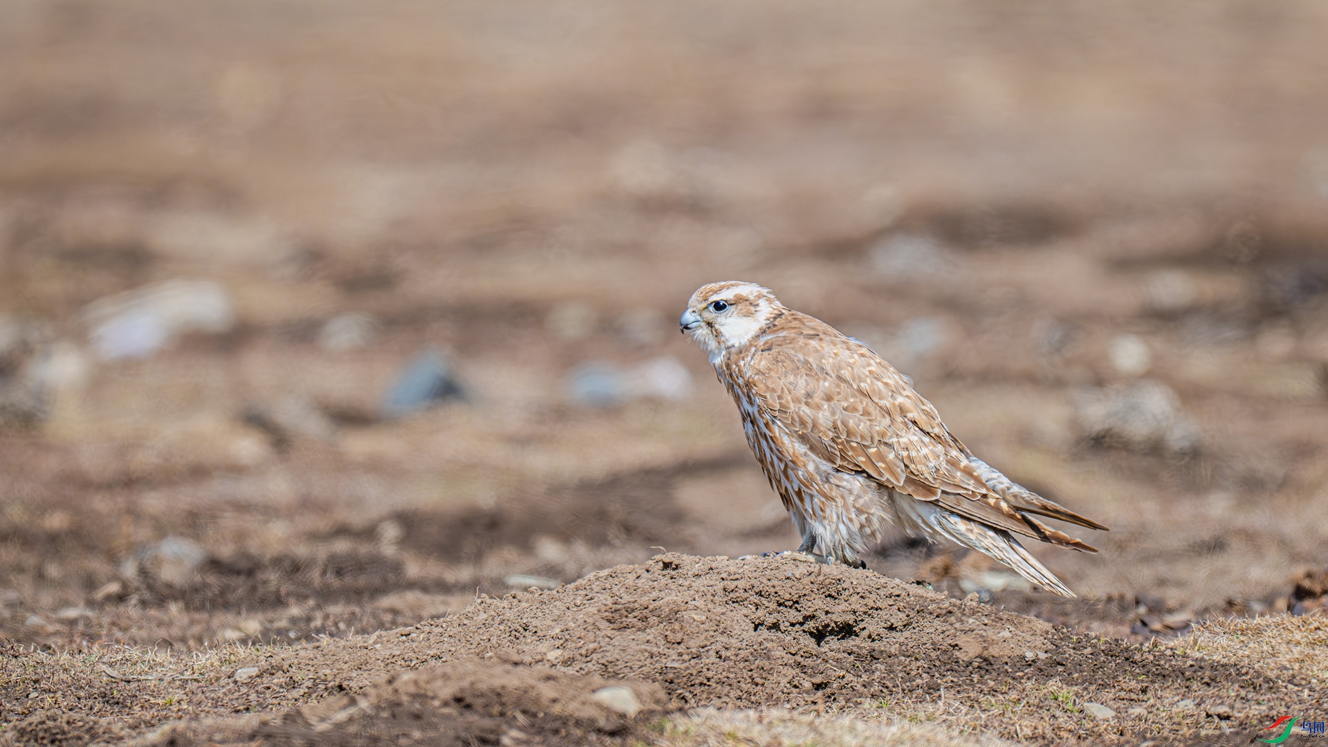 _DSC6054-1_����.jpg