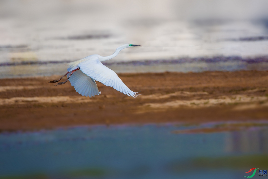 DSC_6242a.jpg