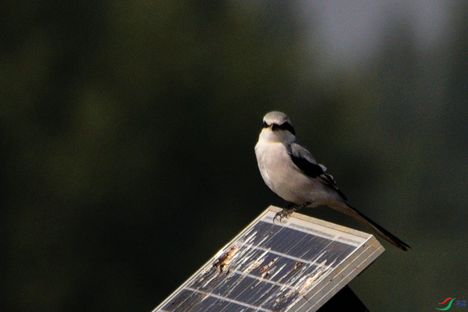 DSC_7905.JPG