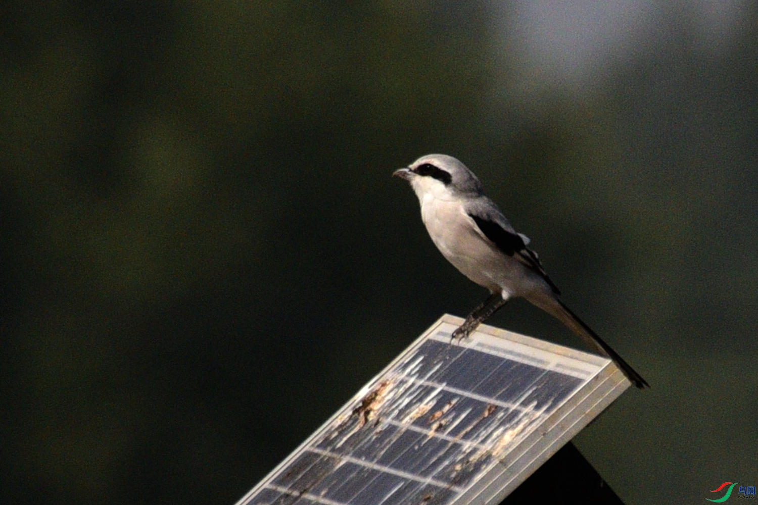 DSC_7903.JPG