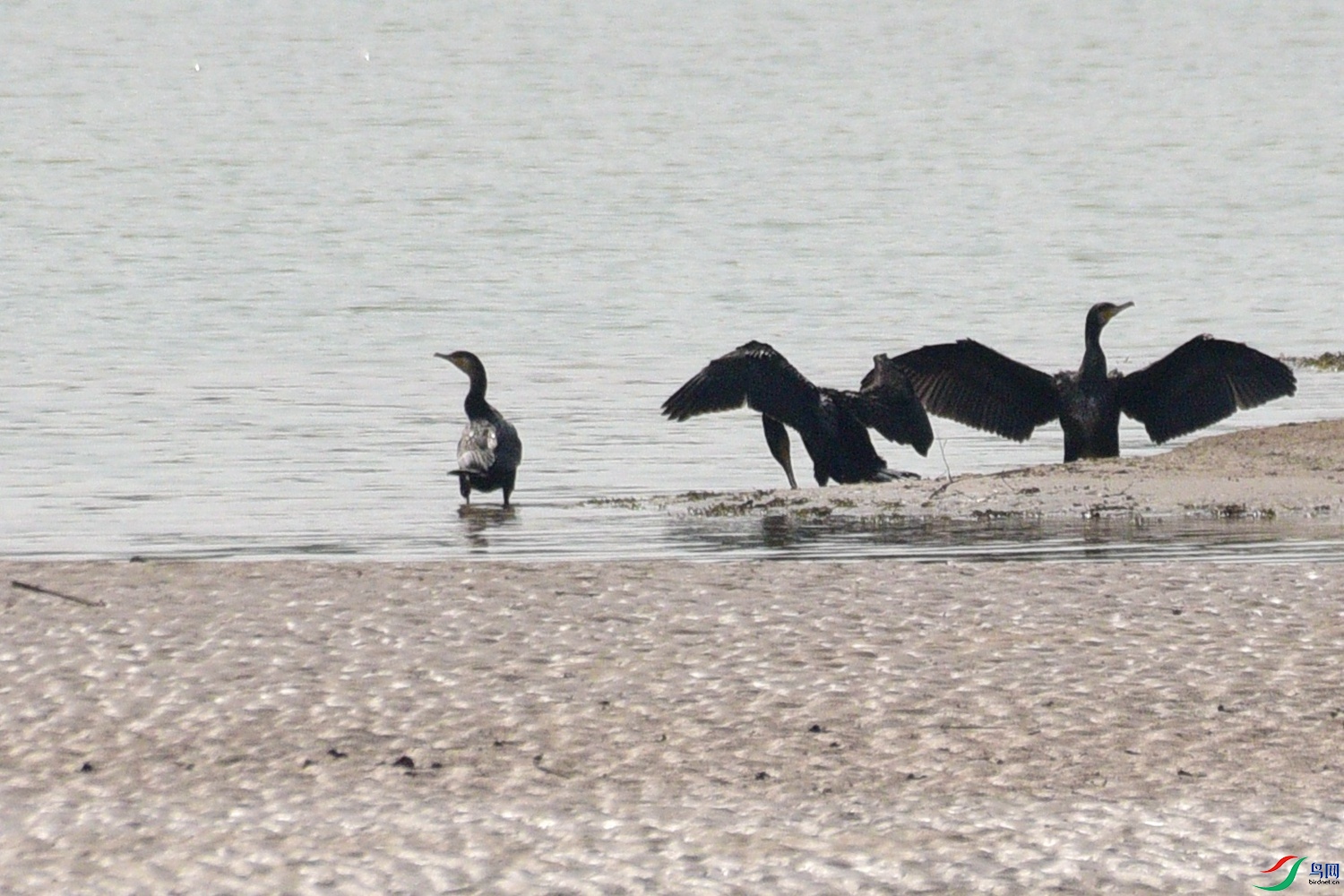 DSC_7918.JPG