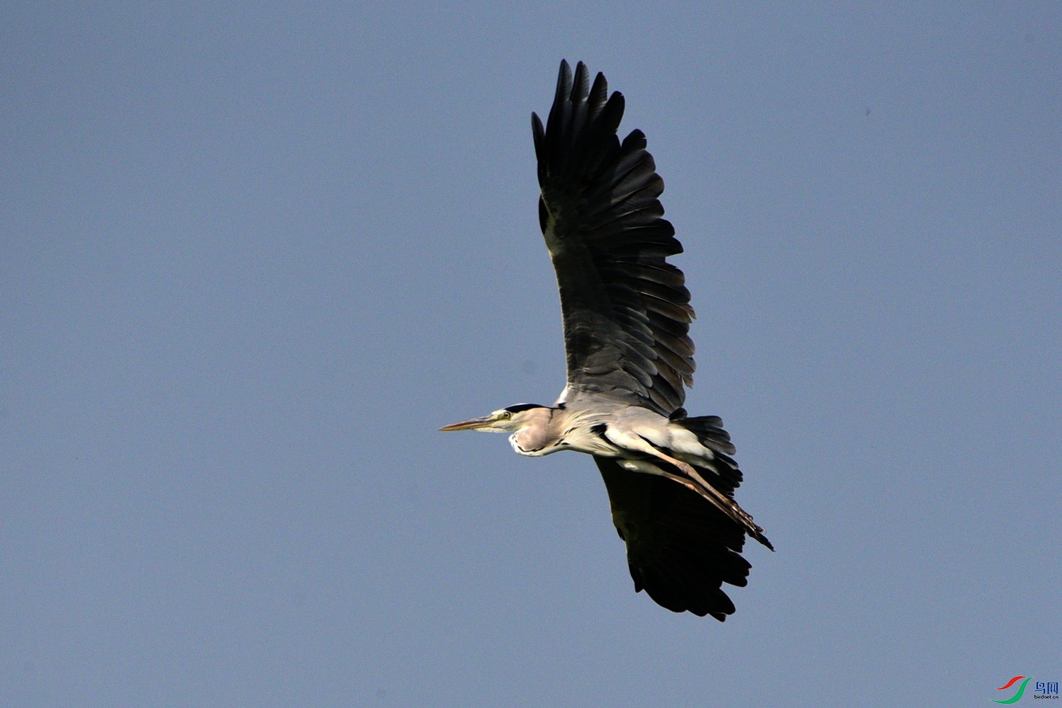 DSC_7980.JPG