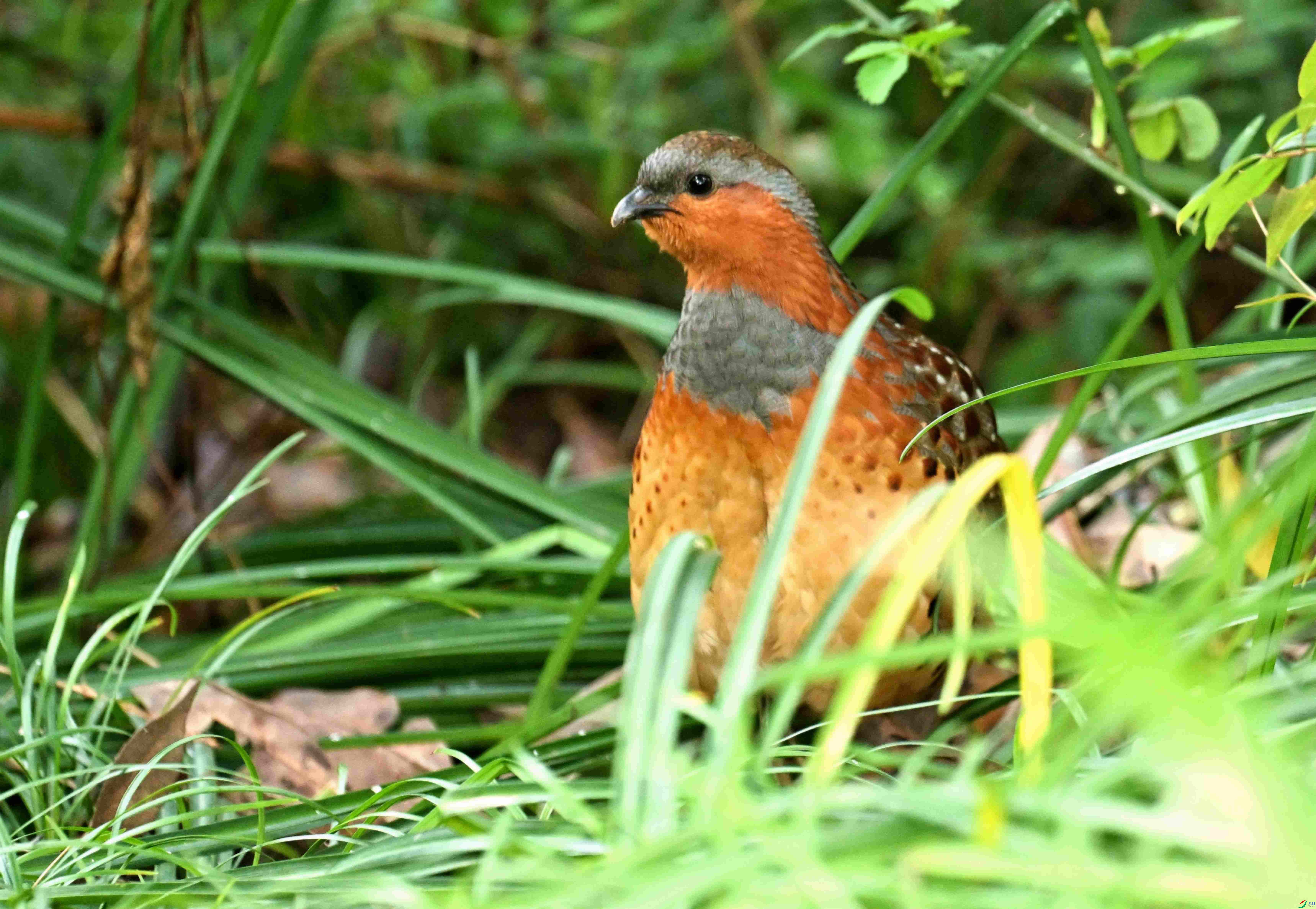 DSC_9772.jpg