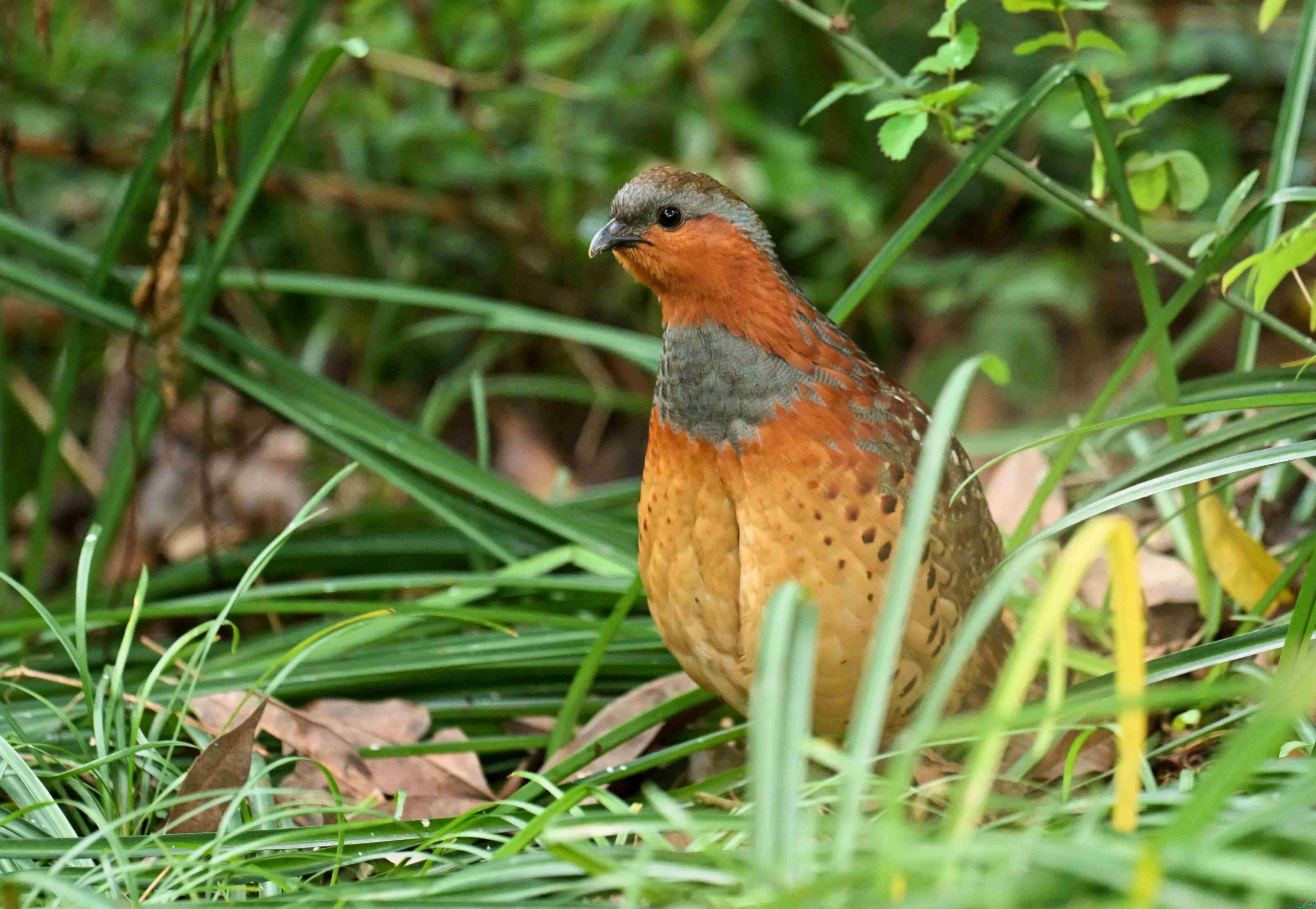 DSC_9944.jpg