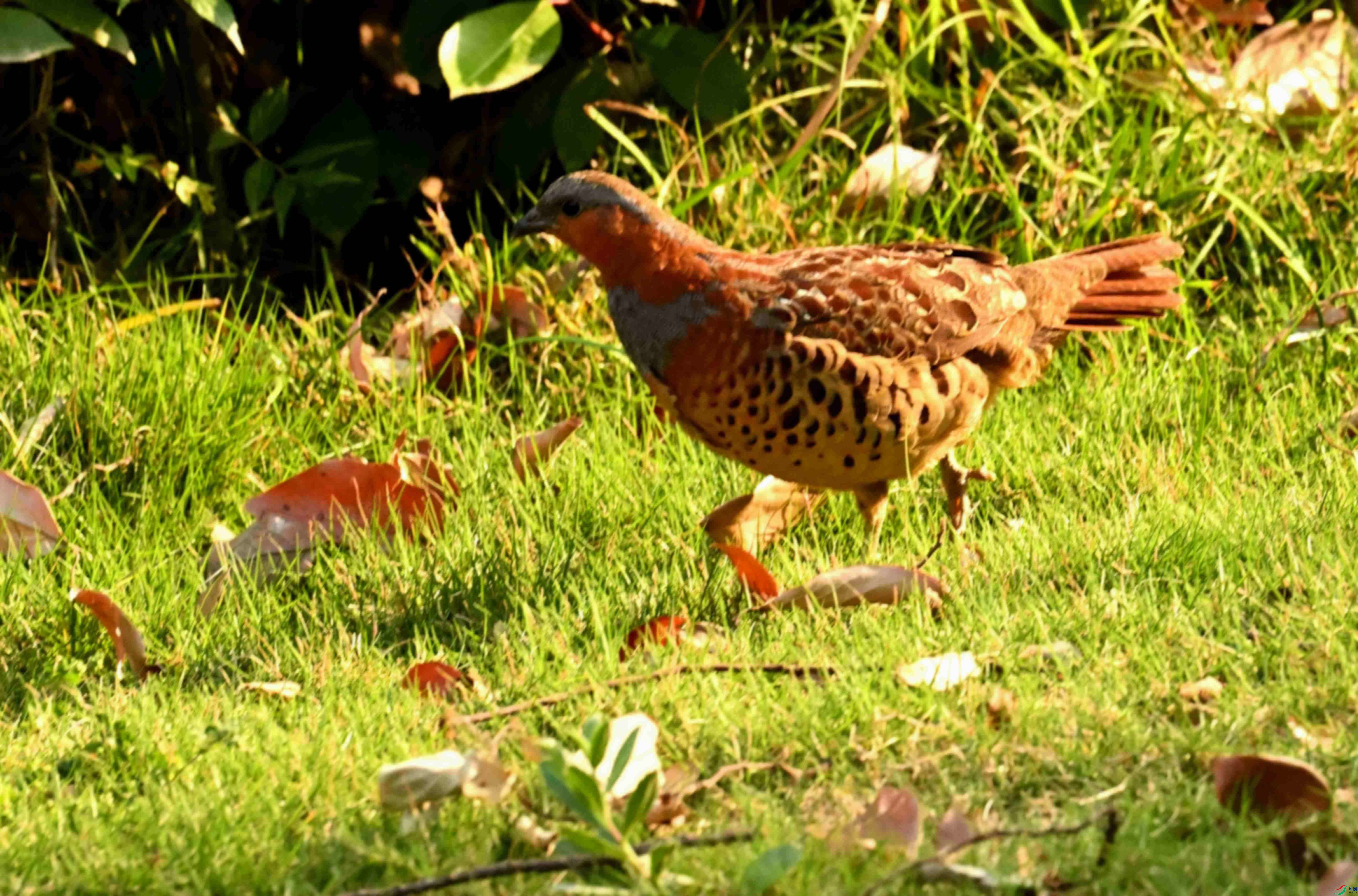 DSC_1662.JPG