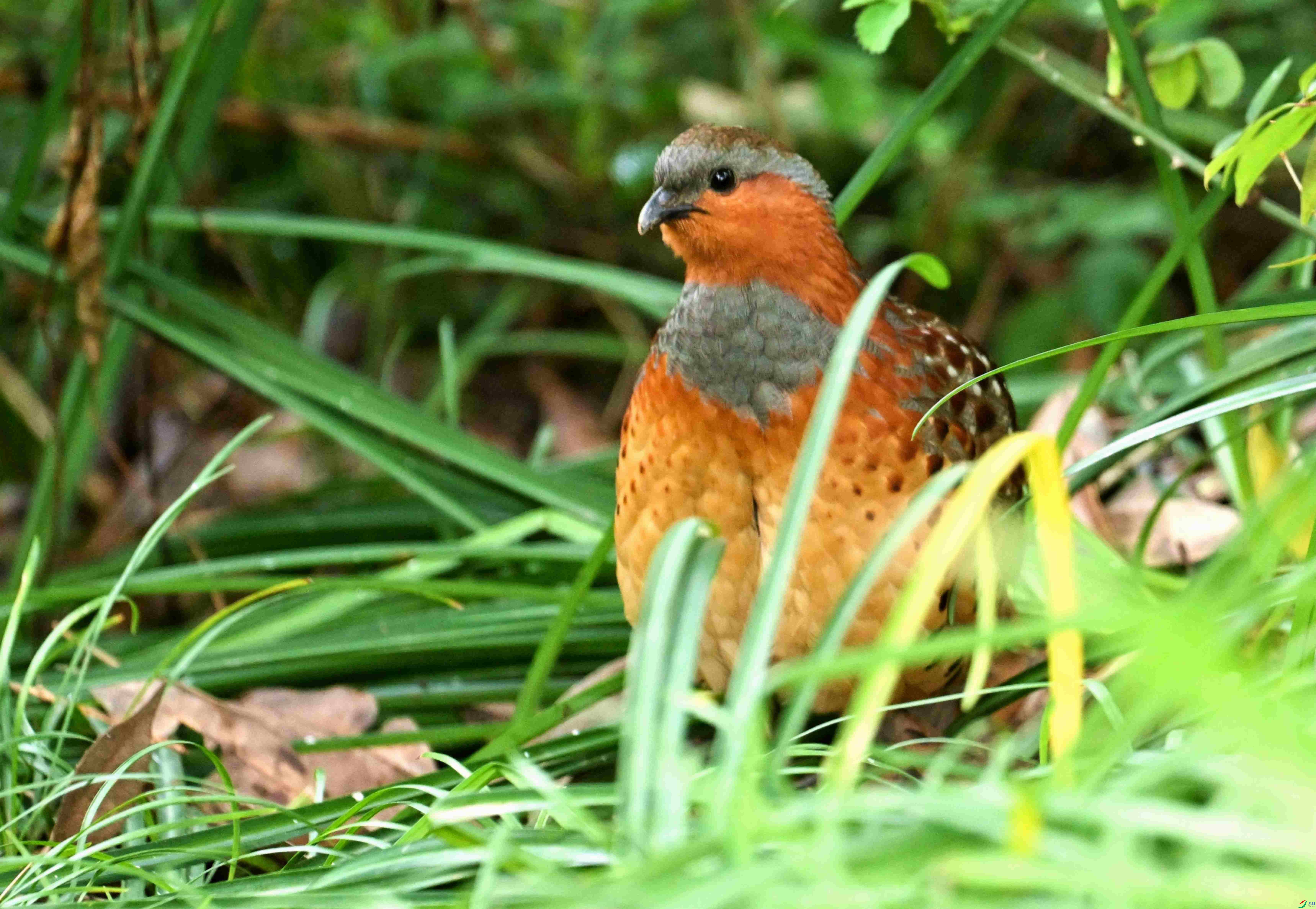 DSC_9818.jpg