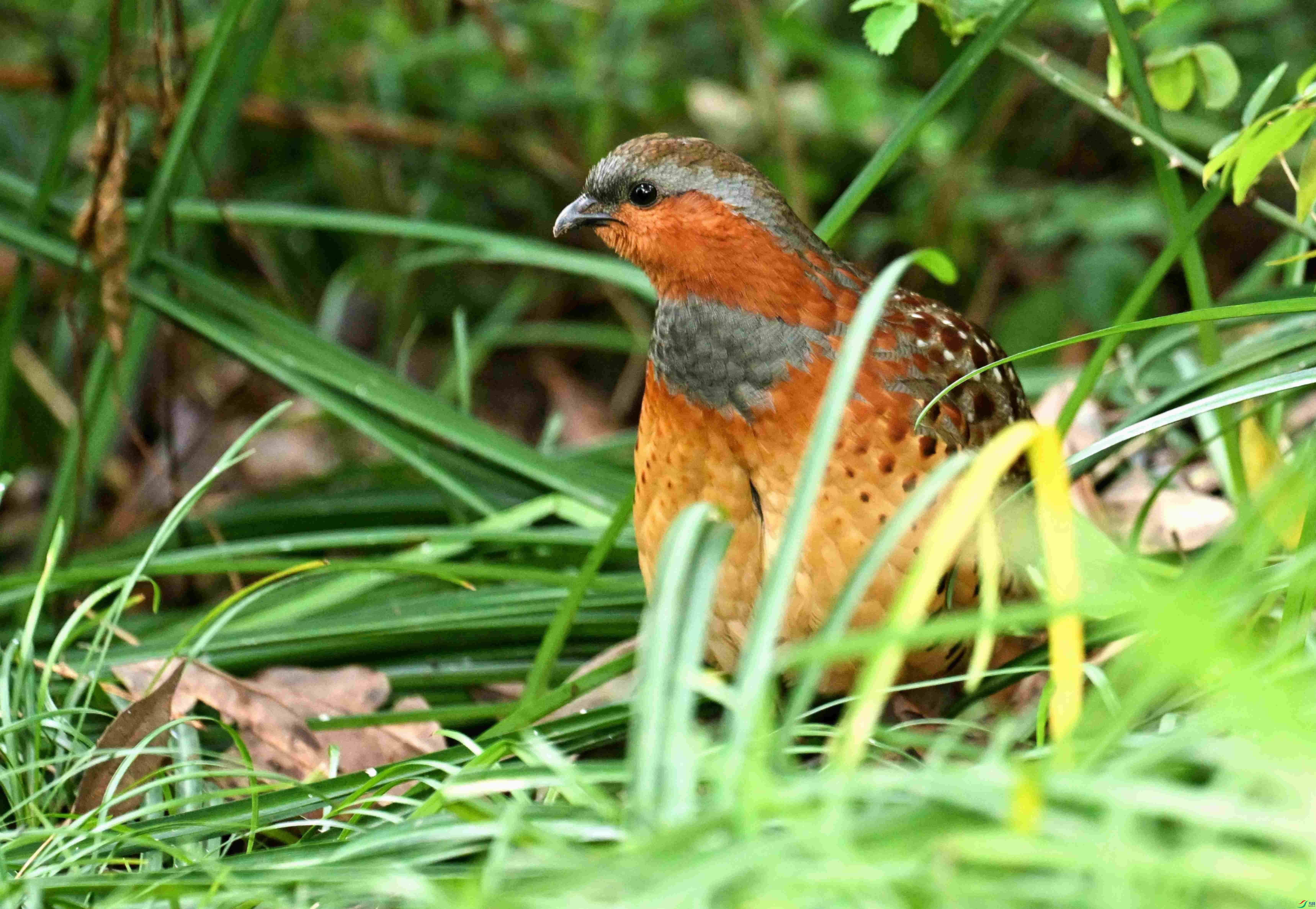 DSC_9827.jpg