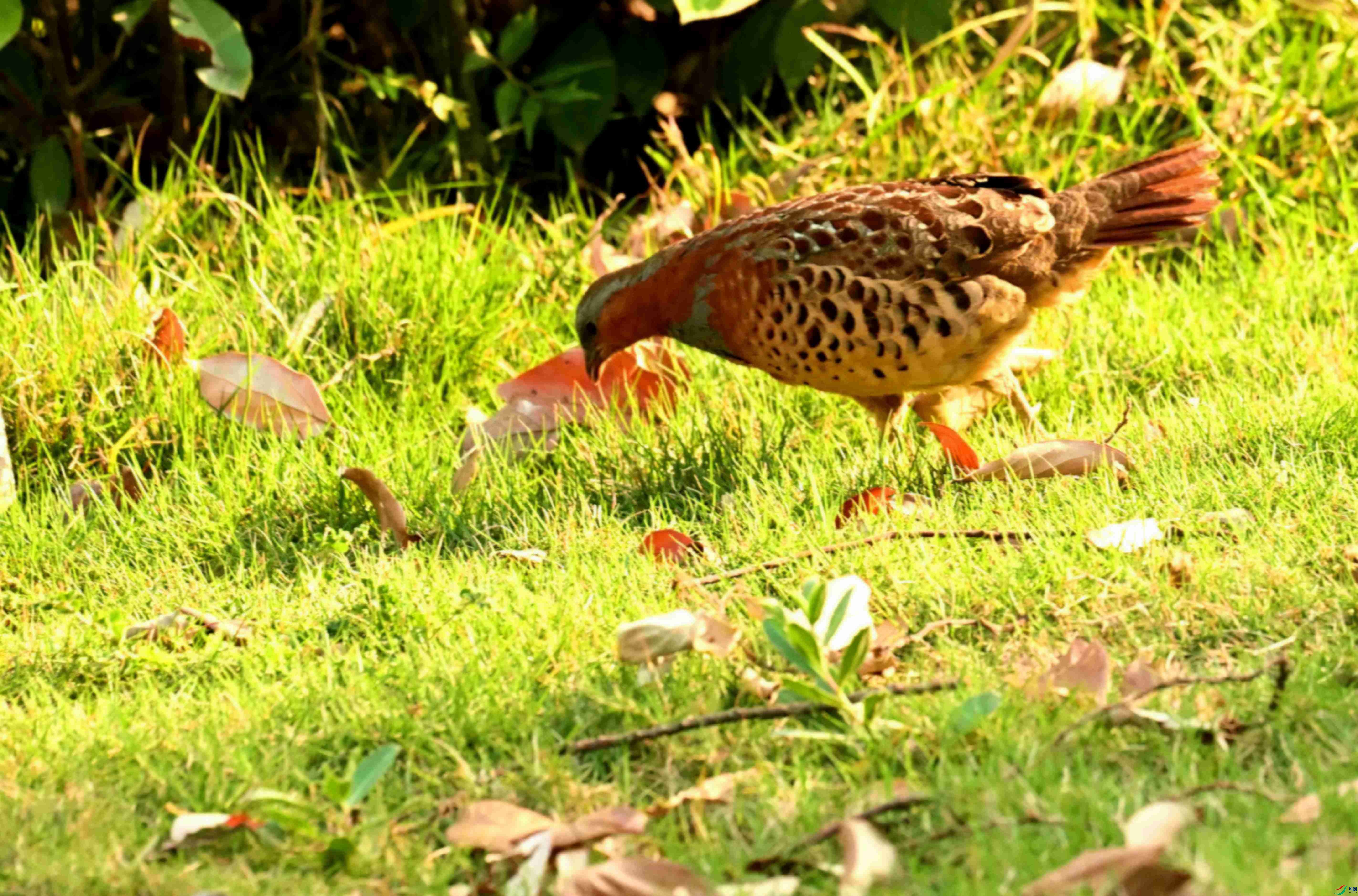 DSC_1674.JPG