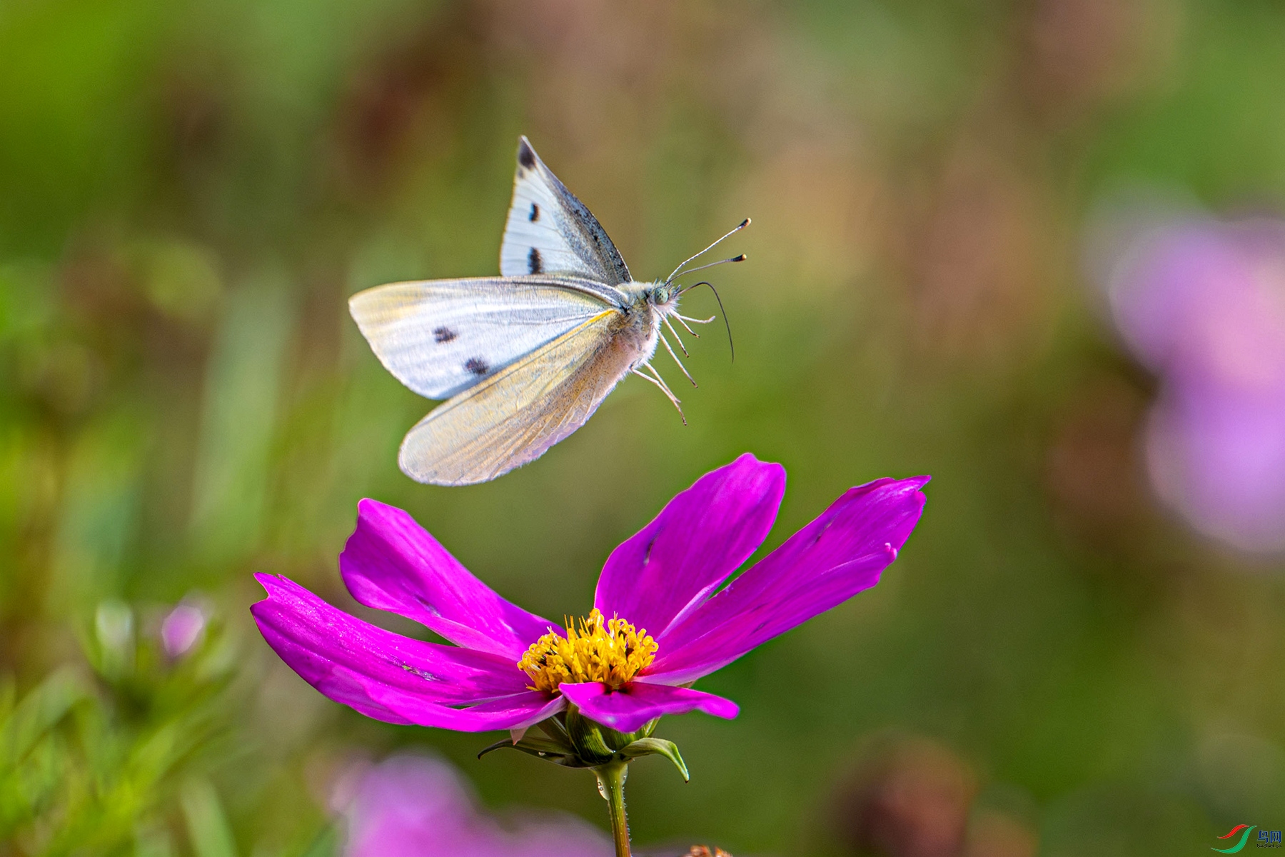DSC_7372_����.jpg
