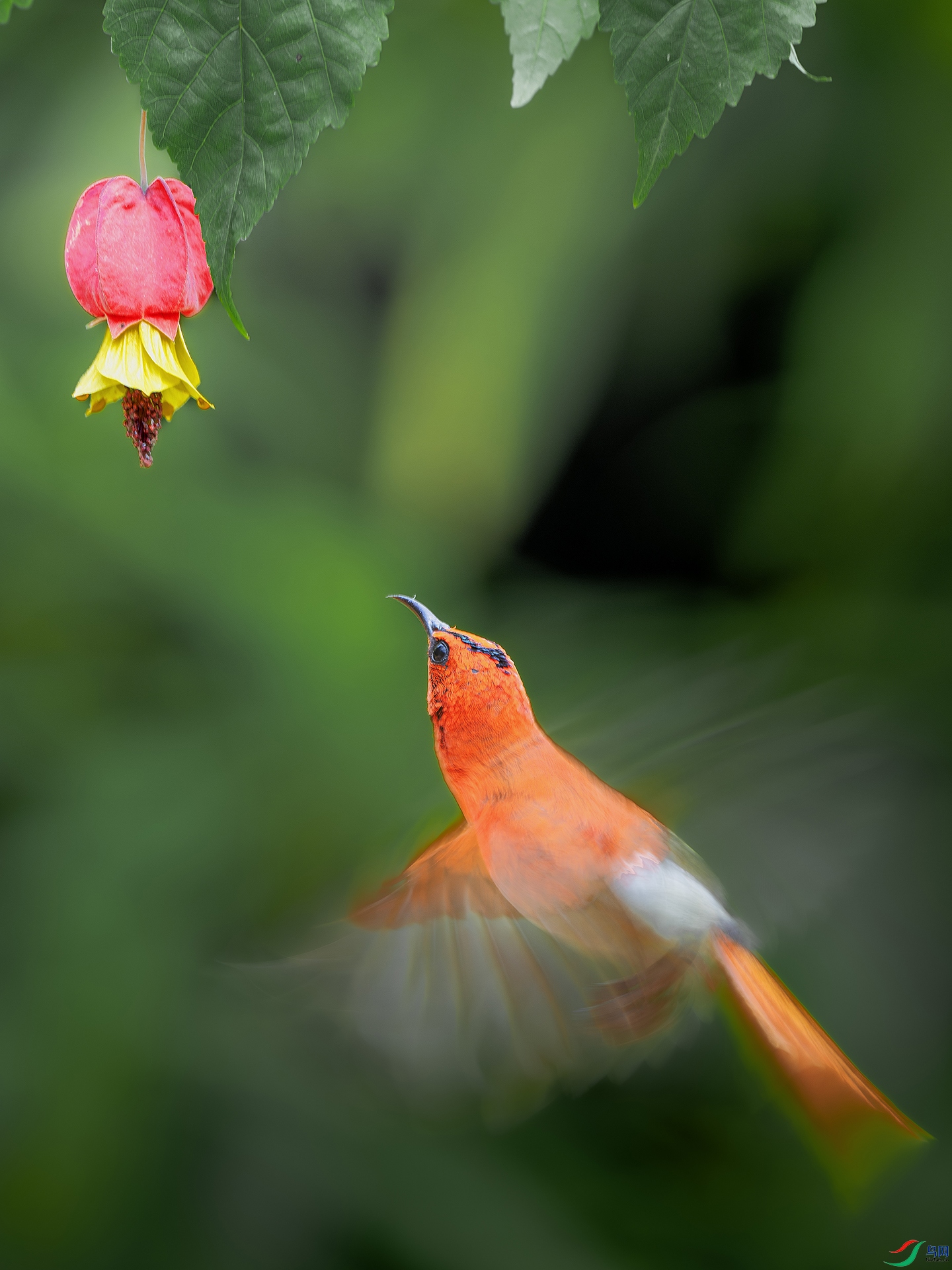 DSC_3889-����ǿ-NR ���� 2.jpg