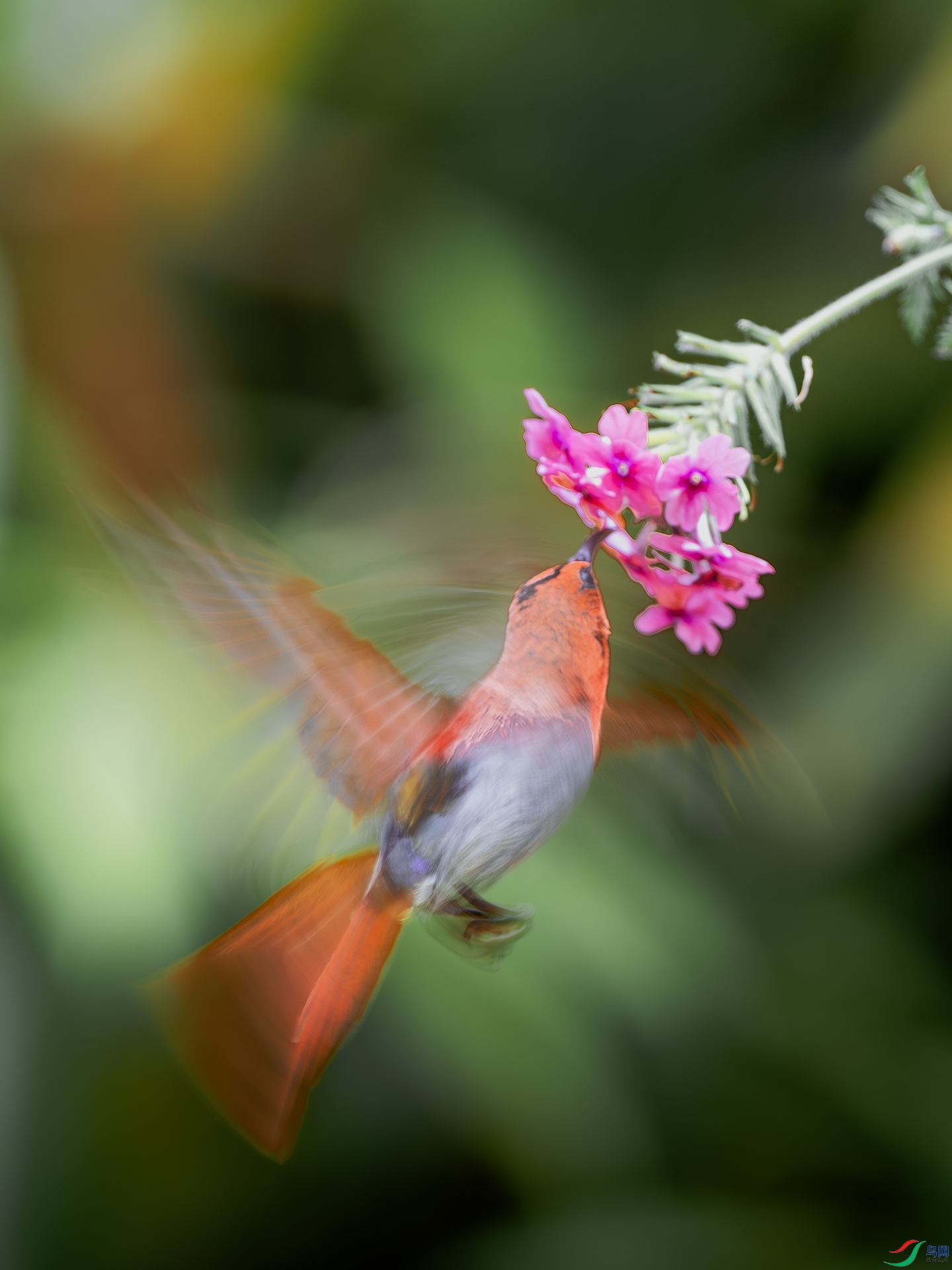 DSC_3935-����ǿ-NR ����.jpg