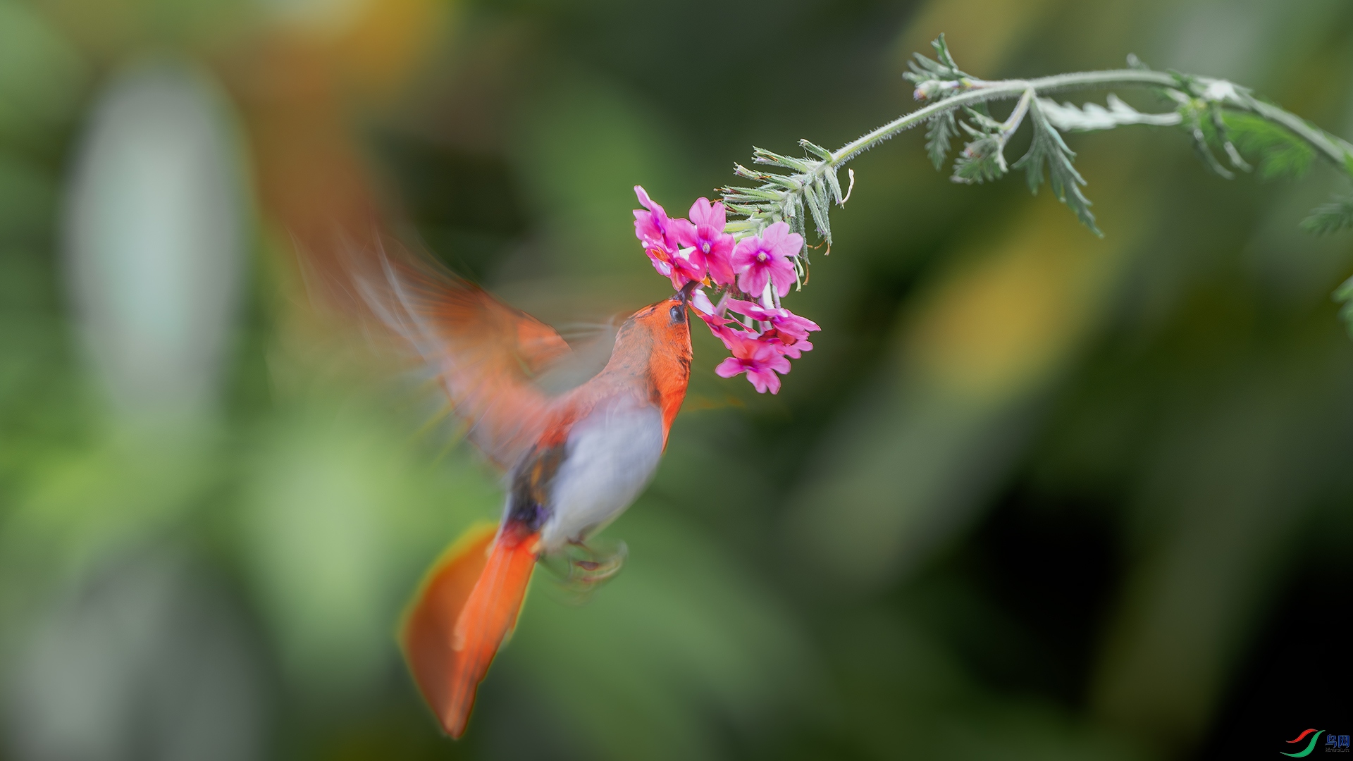 DSC_3938-����ǿ-NR ����.jpg
