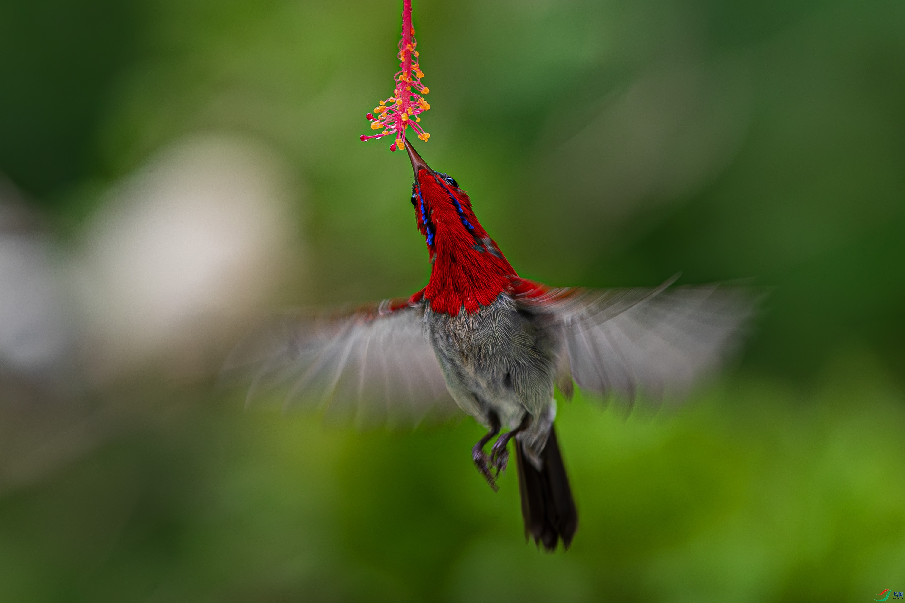 _U1I8250-����ǿ-NR-1.JPG