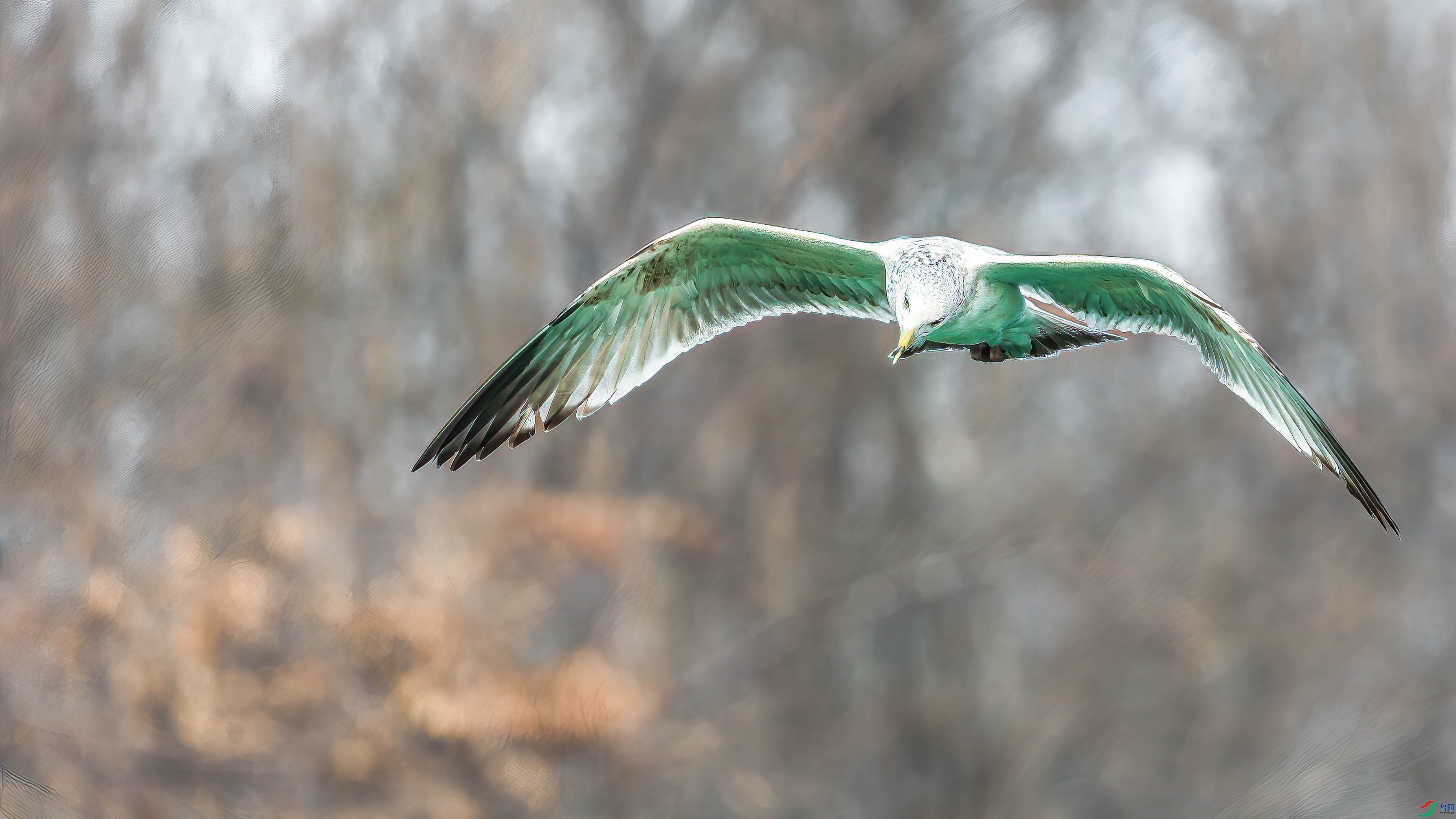 AQ4P0690-1.jpg
