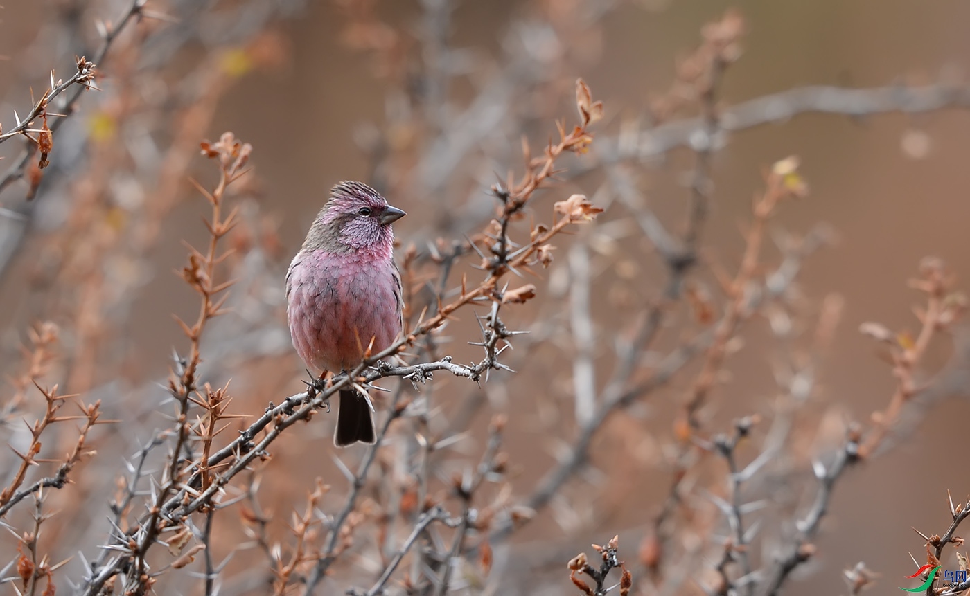 DSC_03001.jpg